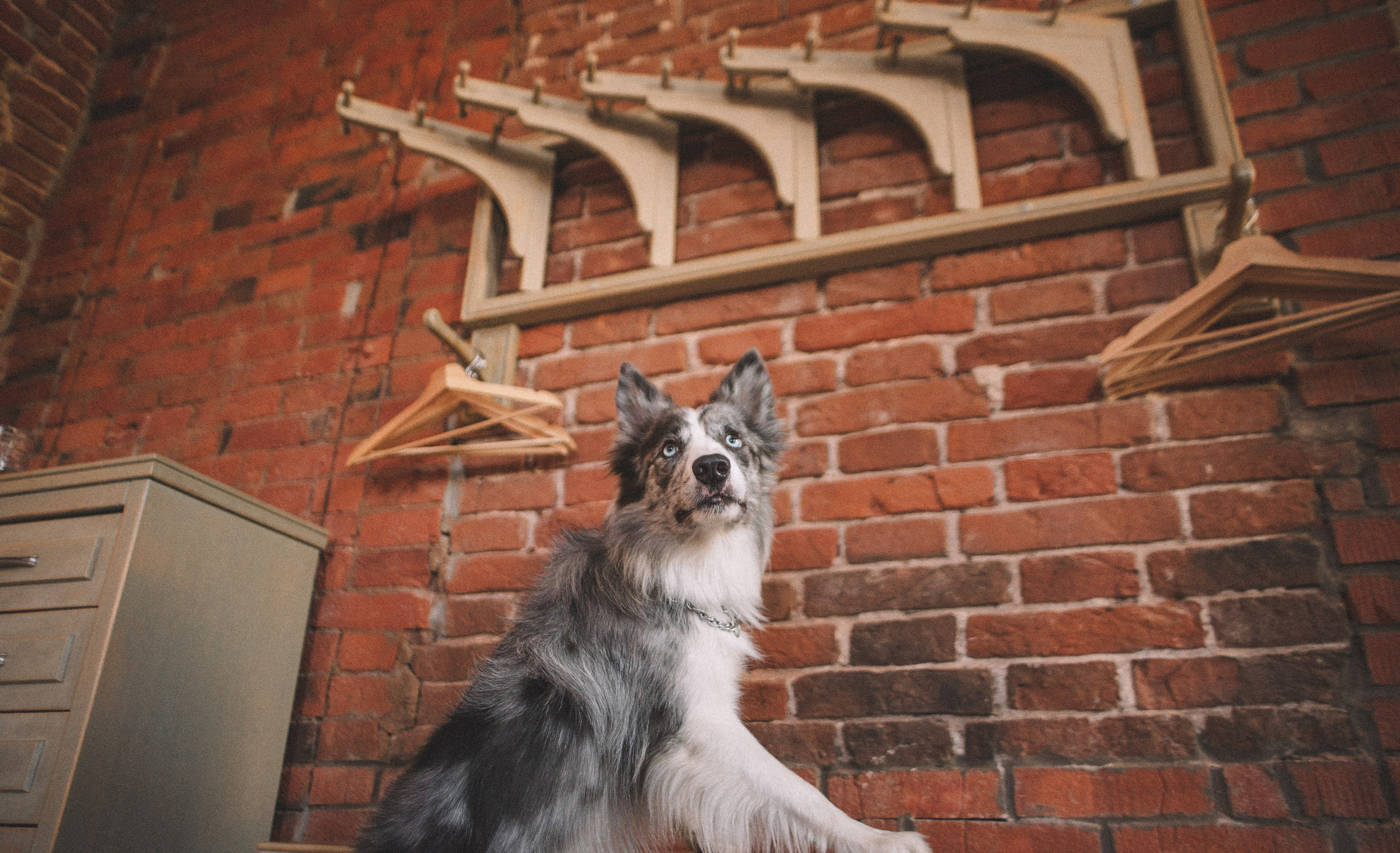 Диана и Робин. Фотограф-анималист Богданова Полина