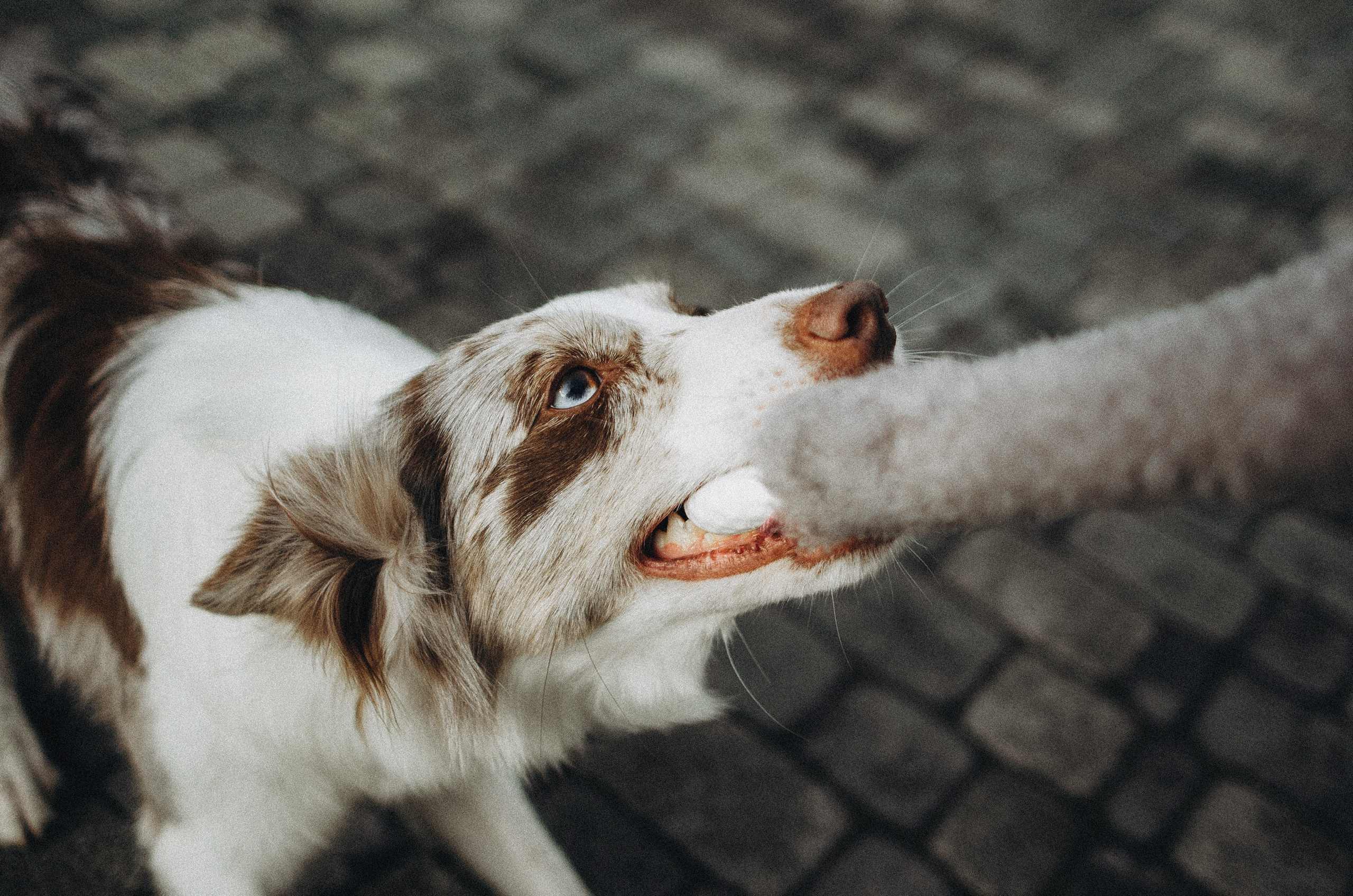 Алина и Бруна. Фотограф-анималист Богданова Полина
