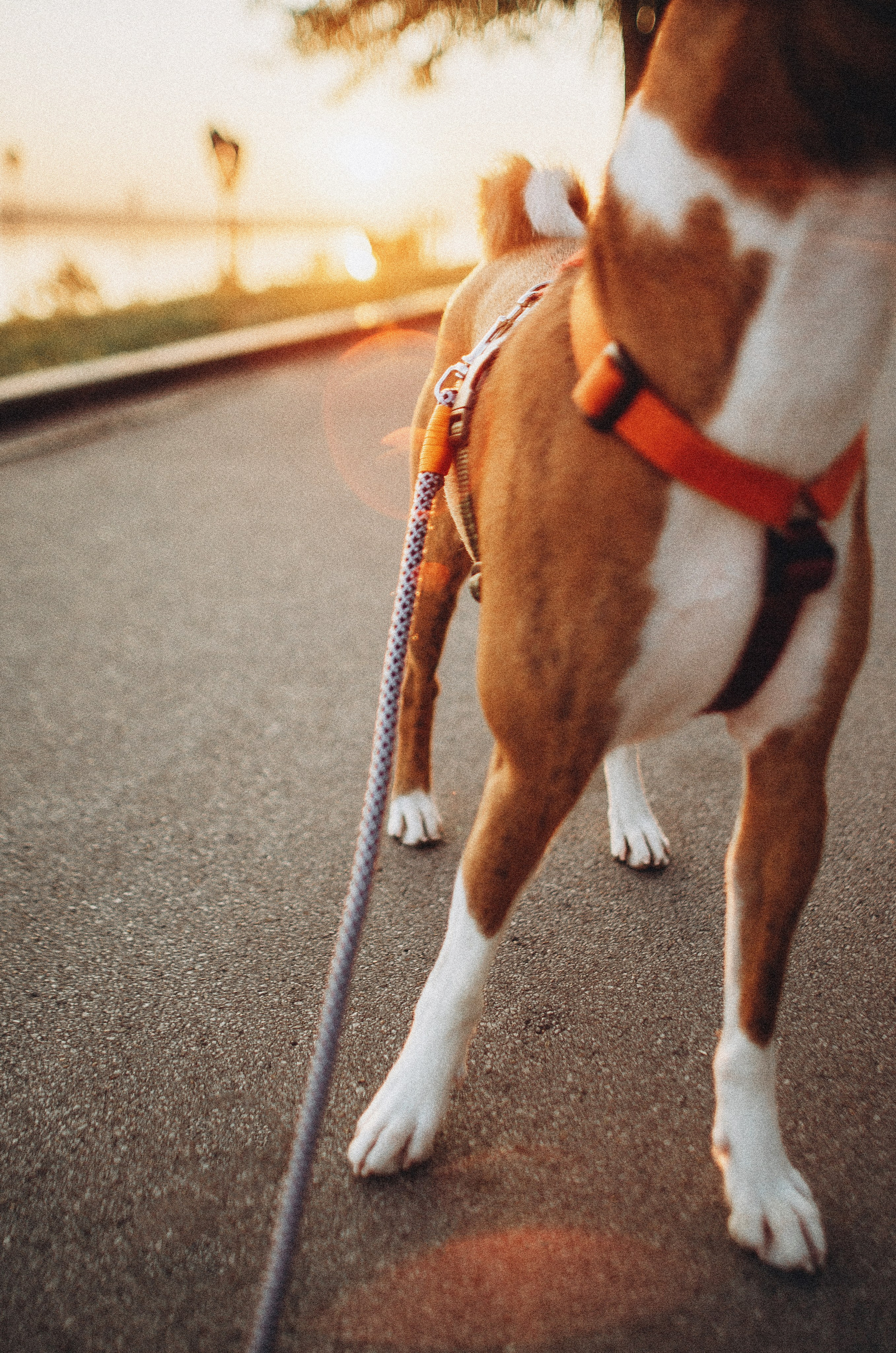 Снежана и Мэнни. Фотограф-анималист Богданова Полина