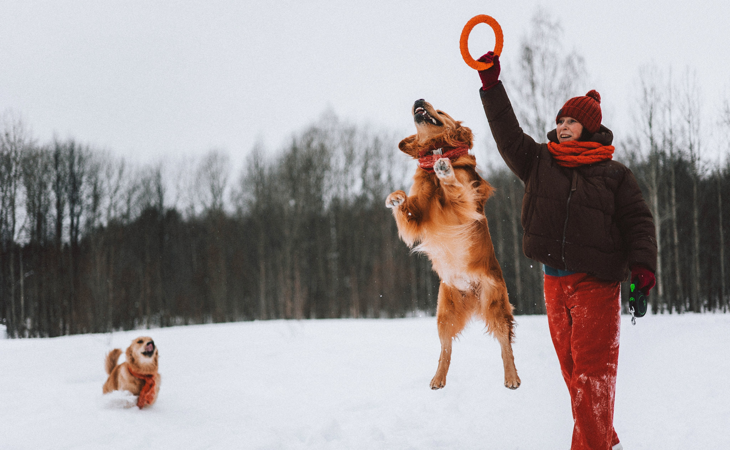 Саша, Юля, Грэй и Джой. Фотограф-анималист Богданова Полина