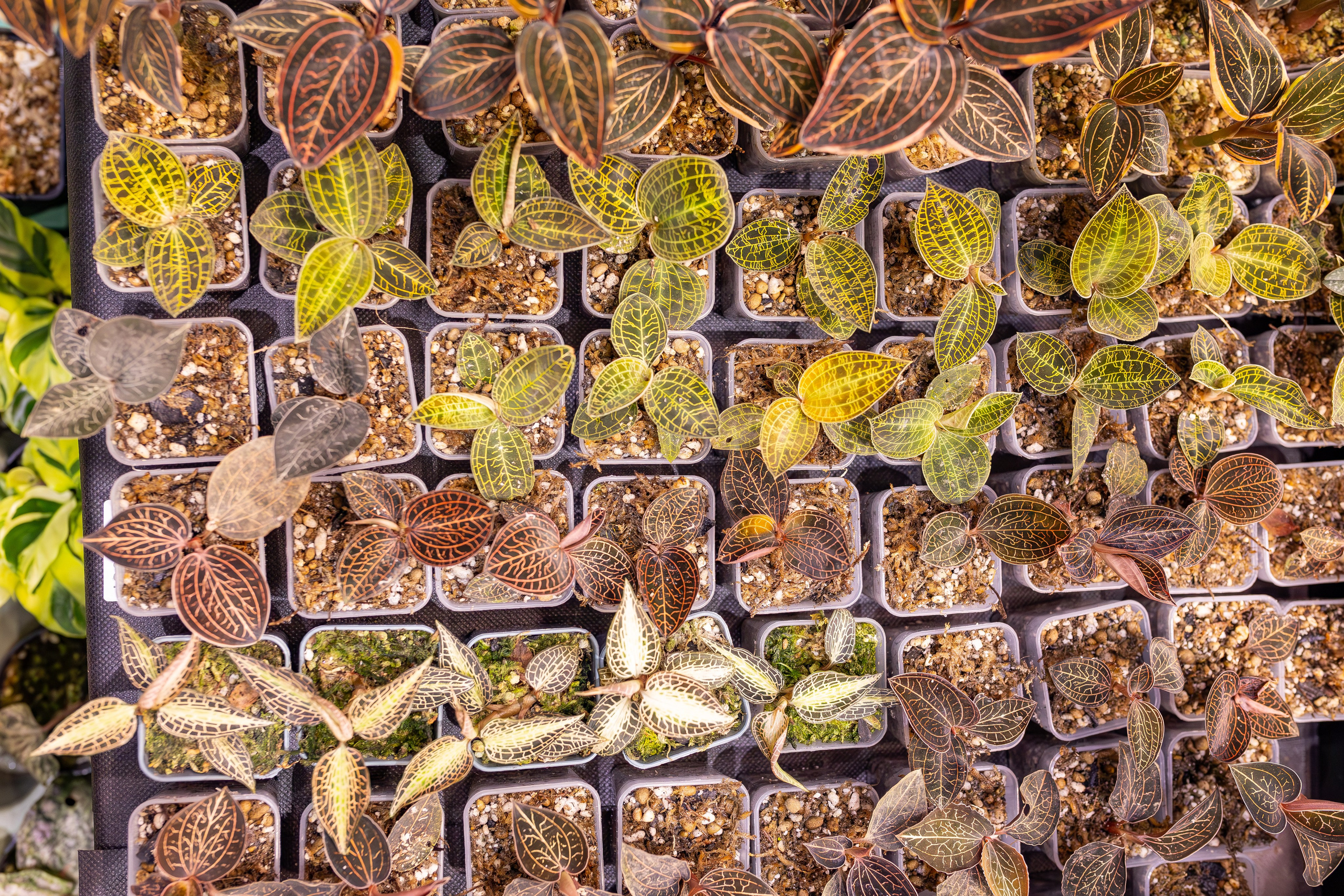 Орхидиум сентябрь 2025. Александра Куликова фотограф, Москва