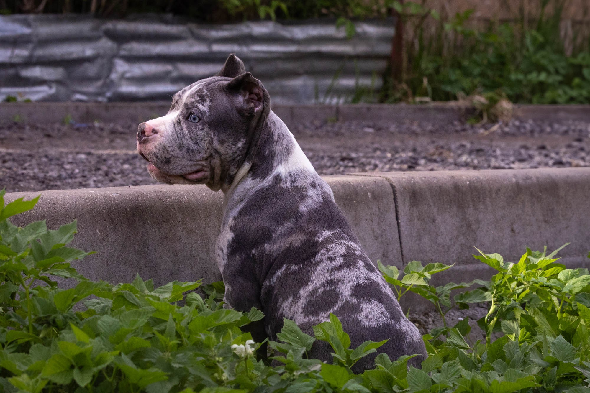 Щенки Тэя. Виктория Михайловская. Фотограф-анималист. Москва