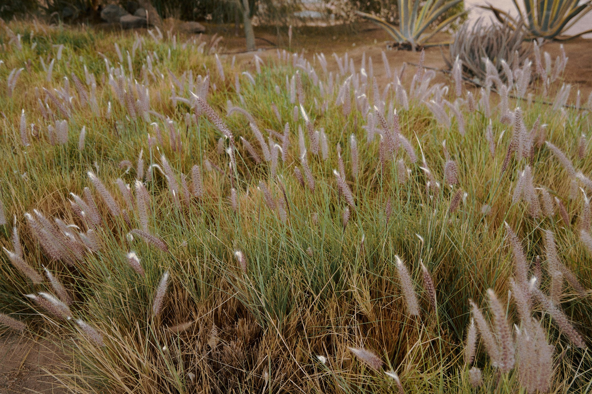 Другое. Jorgis Talè — photographer, kind person, teacher of arts and other mag