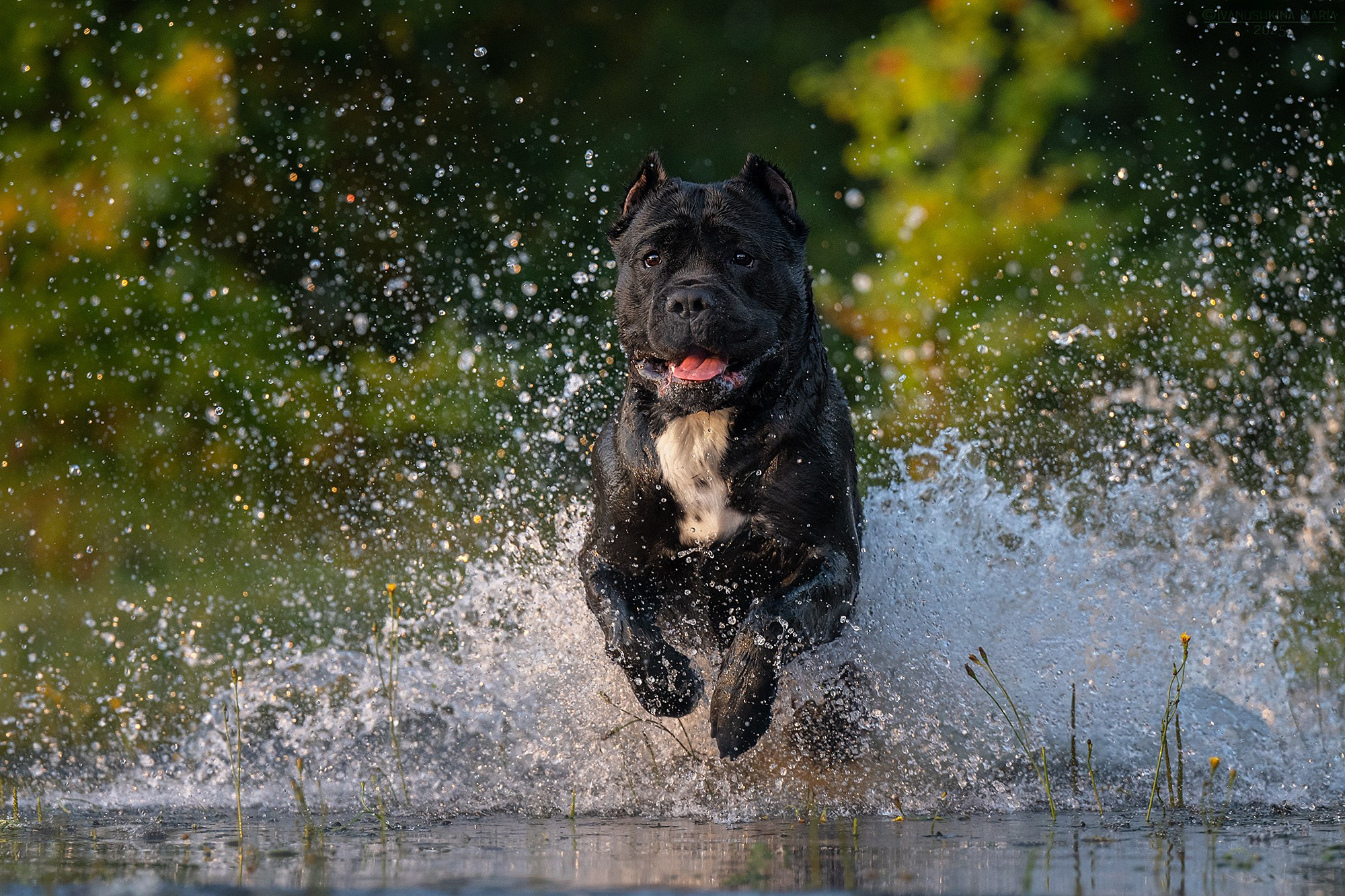 Фотограф-анималист. Фотограф собак в Москве и Московской области Иванушкина Мария