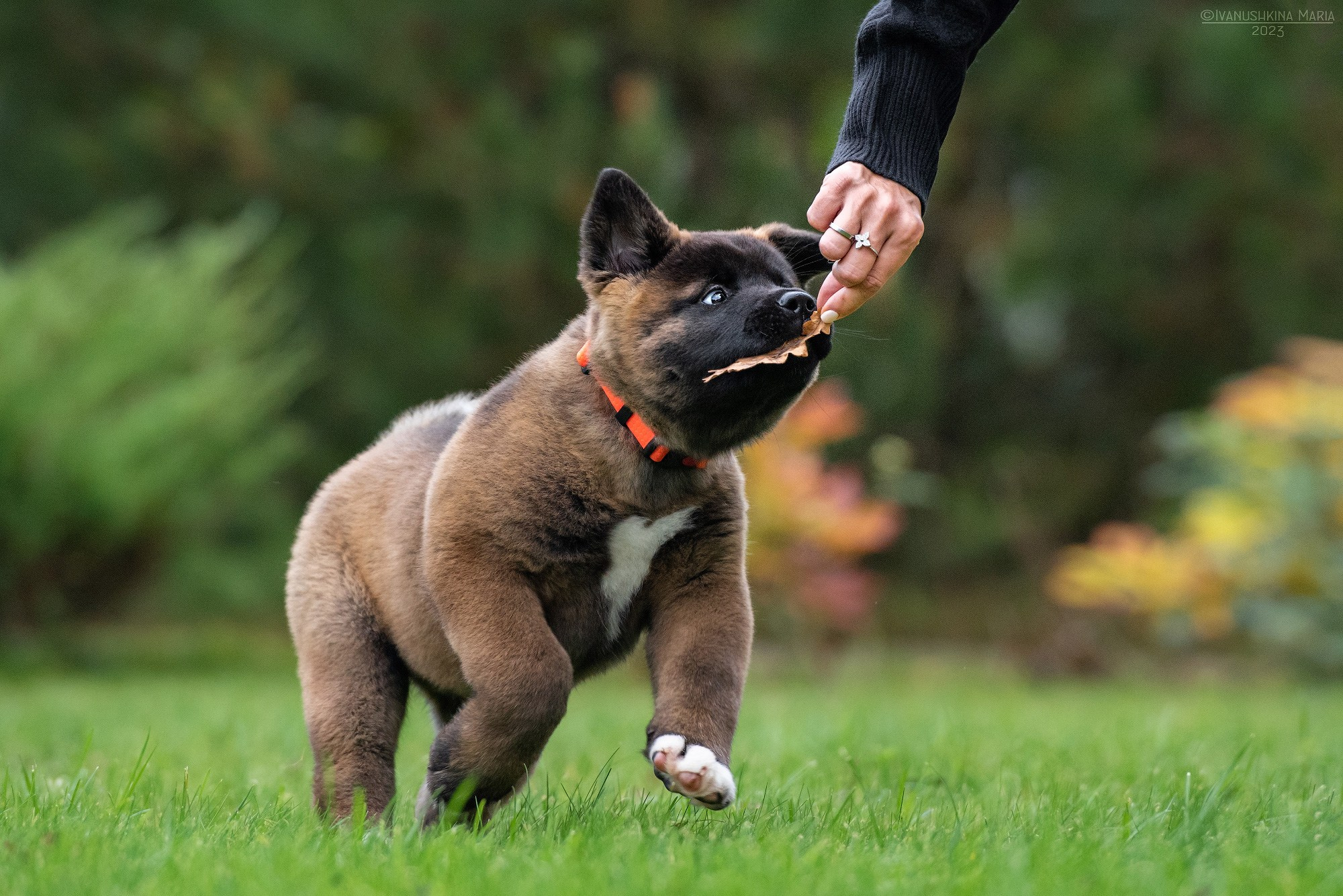 Фотосессия щенков на продажу. Фотограф собак в Москве и Московской области Иванушкина Мария