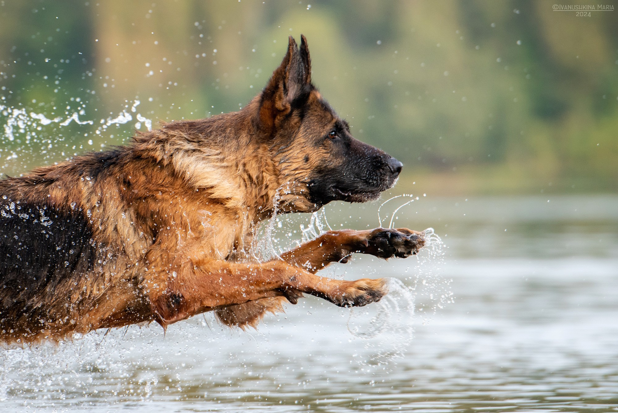 немецкая овчарка в воде
