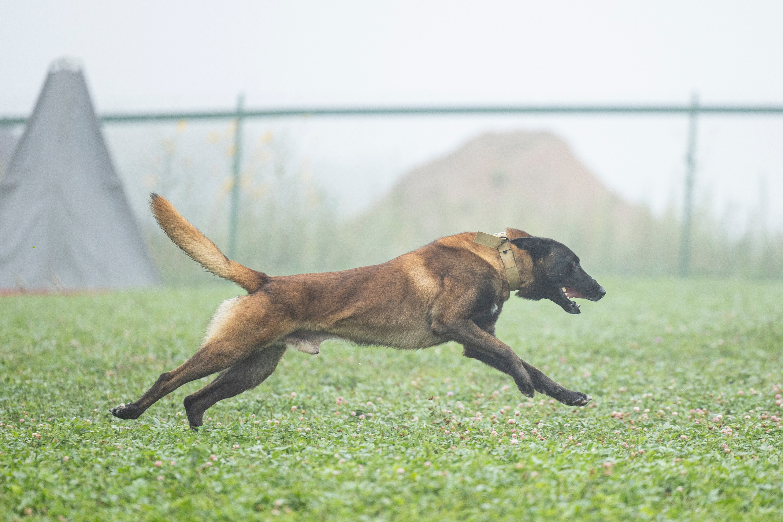 Соревнования по Мондьорингу г. Вологда 10-11.08.2024. Фотограф-анималист Анна Маринич