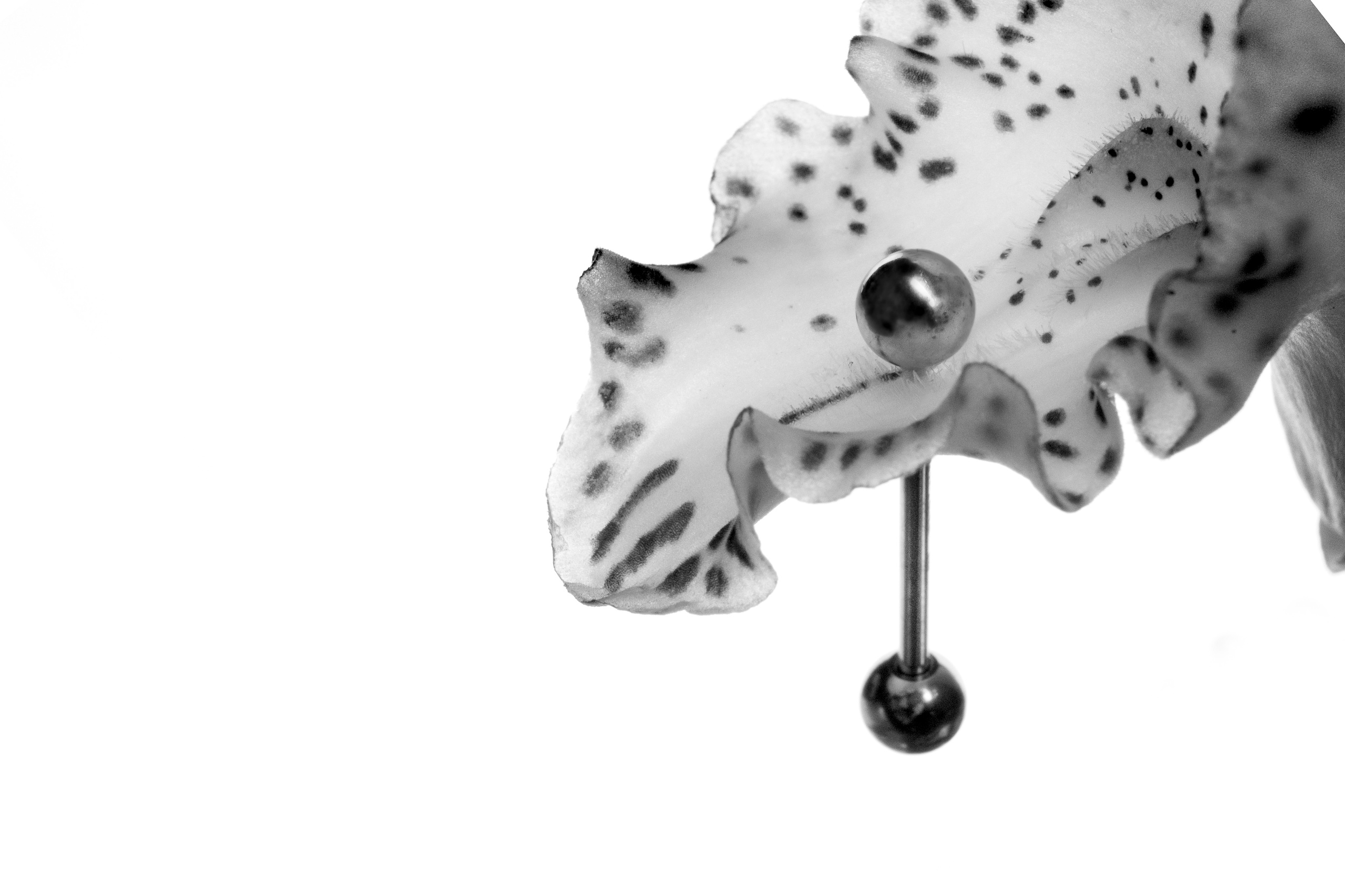 Pierced Flowers. Alexandr Staub Multidisciplinary artist