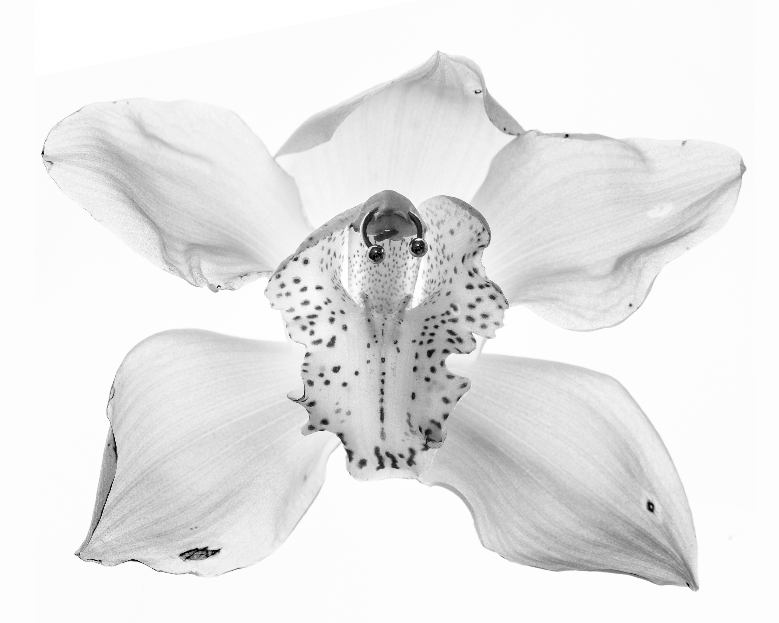 Pierced Flowers. Alexandr Staub Multidisciplinary artist