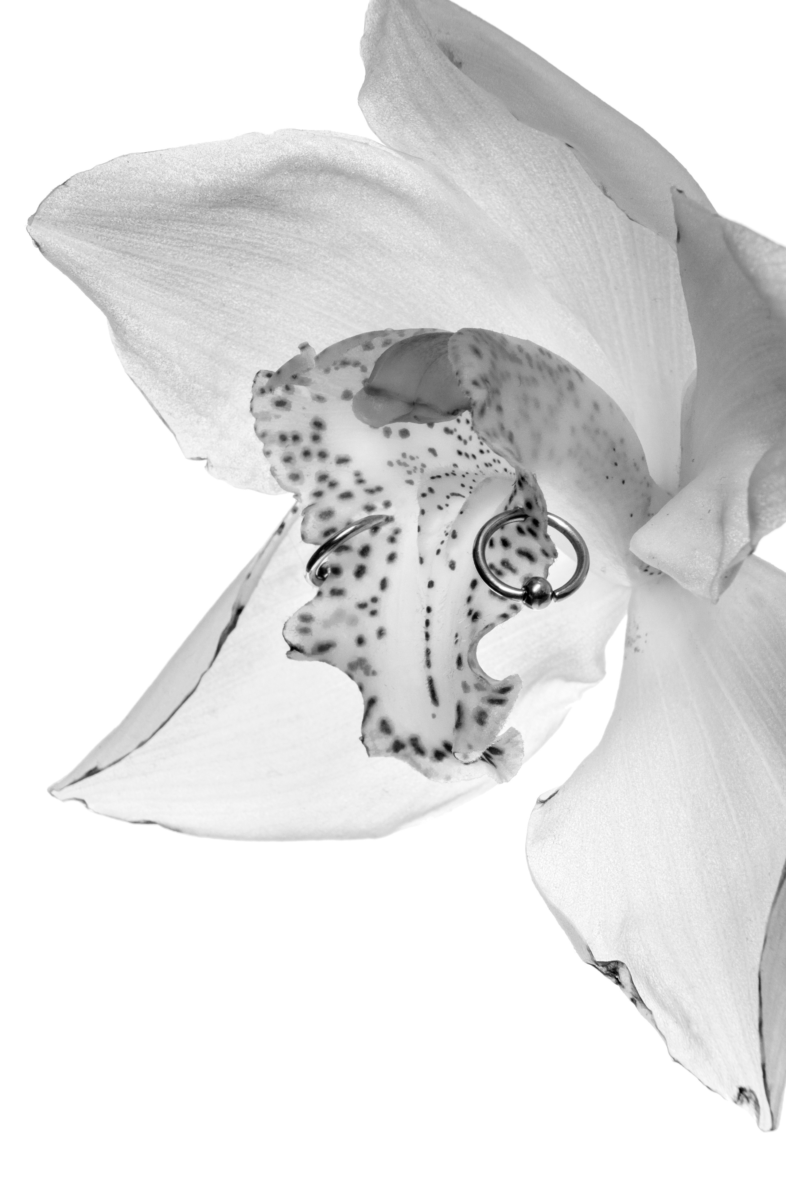 Pierced Flowers. Alexandr Staub Multidisciplinary artist