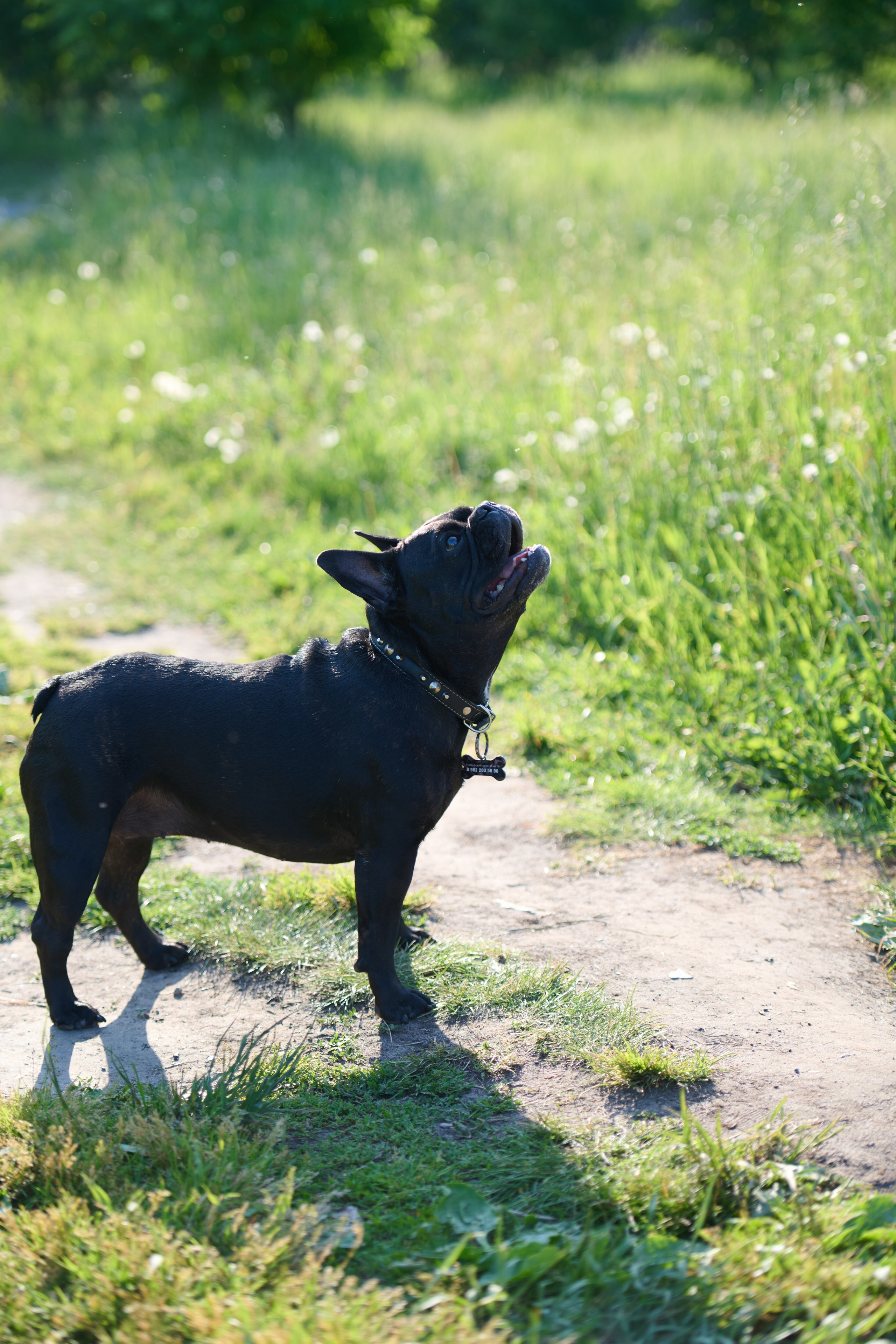 Семейная фотосессия с собакой. Репортажный и семейный фотограф — Шелихов Сергей