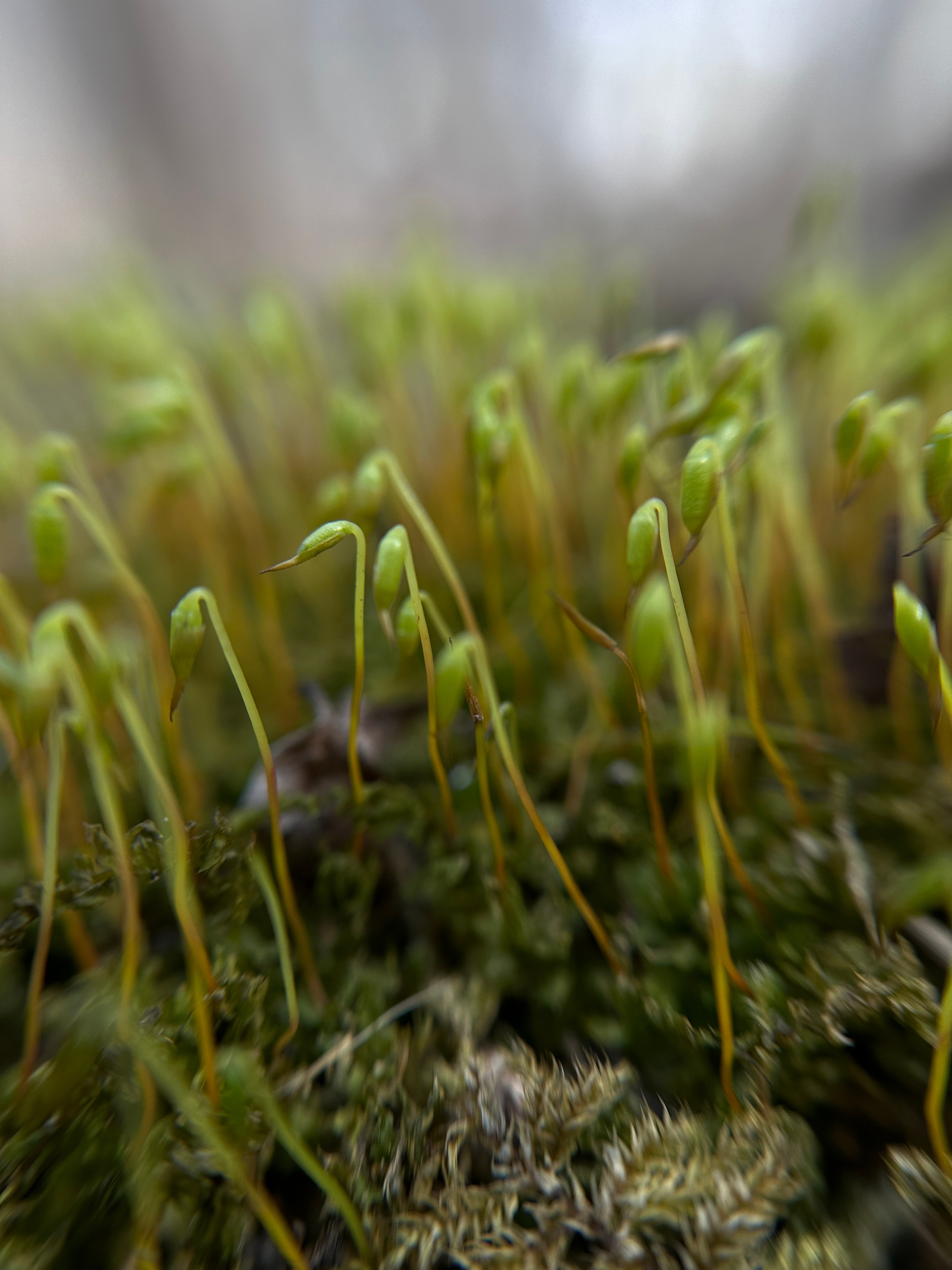 Макро любовь. Смотри, красота!