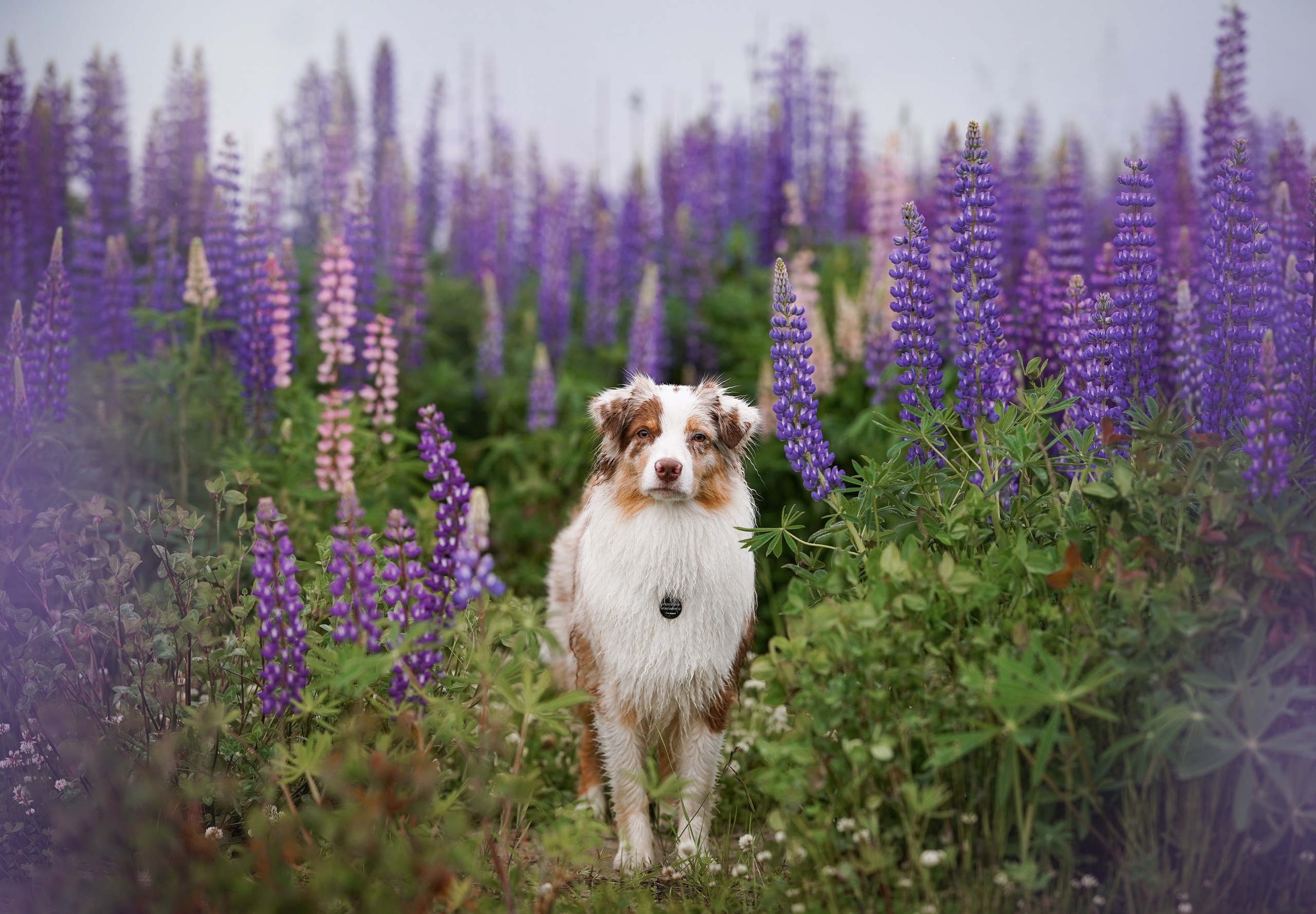 Аня Арчи и Панда в люпинах. Фотограф-анималист в Санкт-Петербурге Яна Мартынова