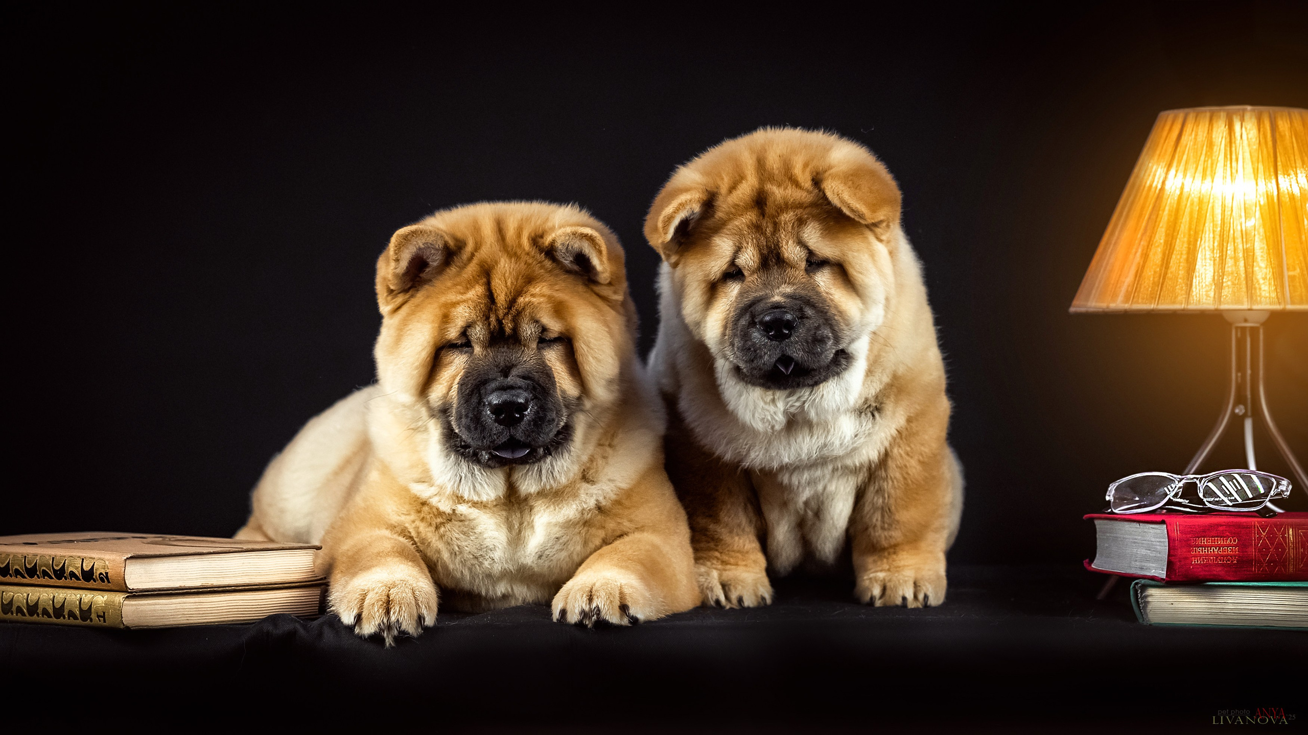 Смуфы. Фотограф анималист Аня Ливанова | Рыбинск