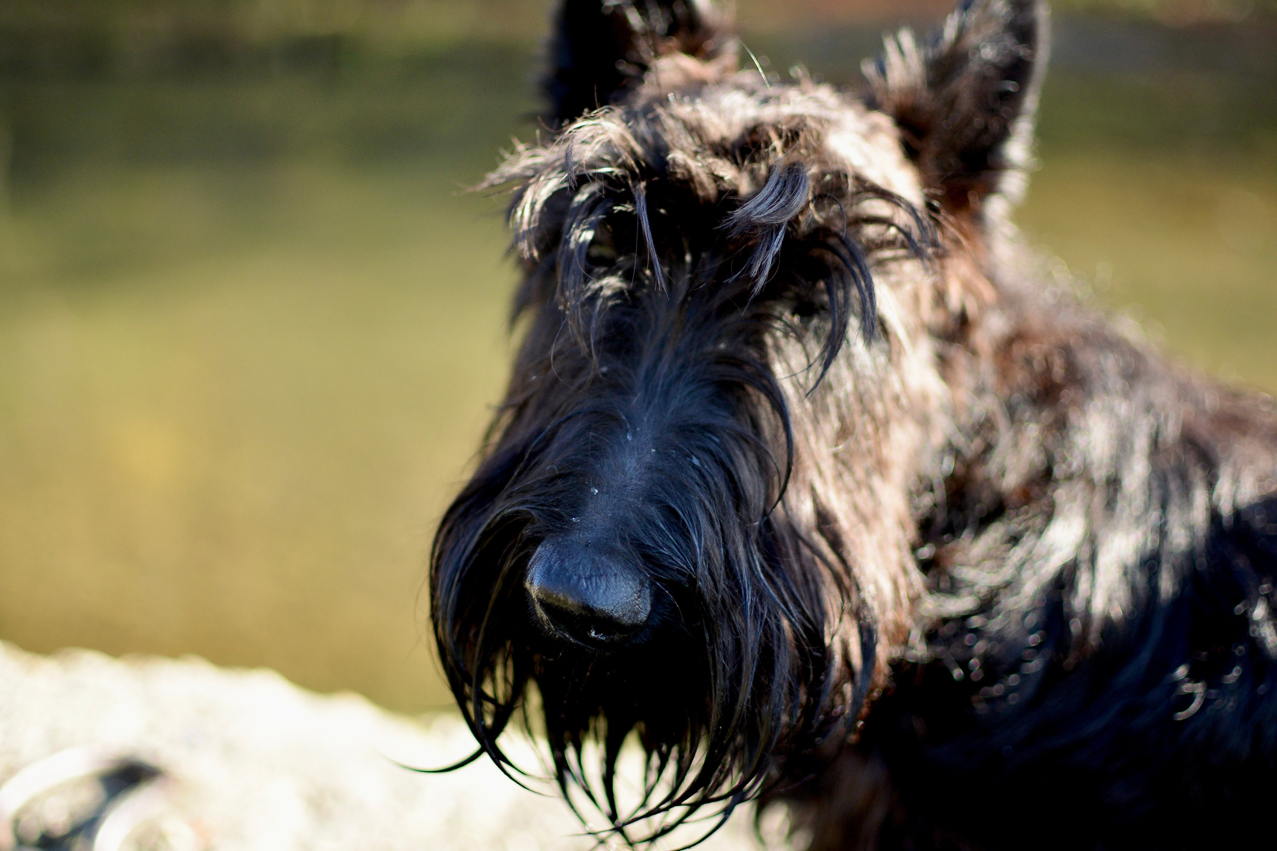 Животные. Фотограф • Елена Миронова