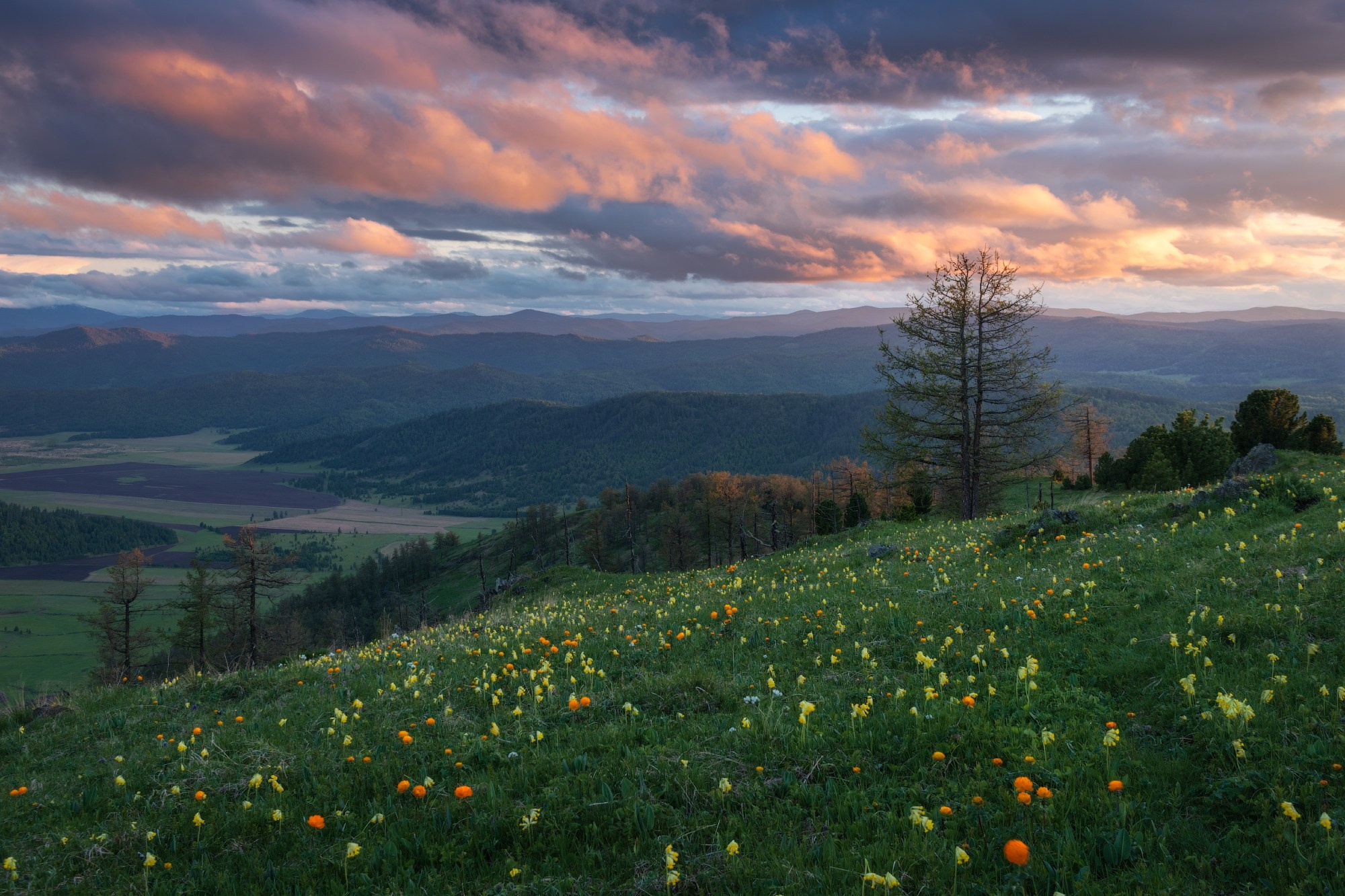 Цветущий Семинский. Онгудайский район, май 2024