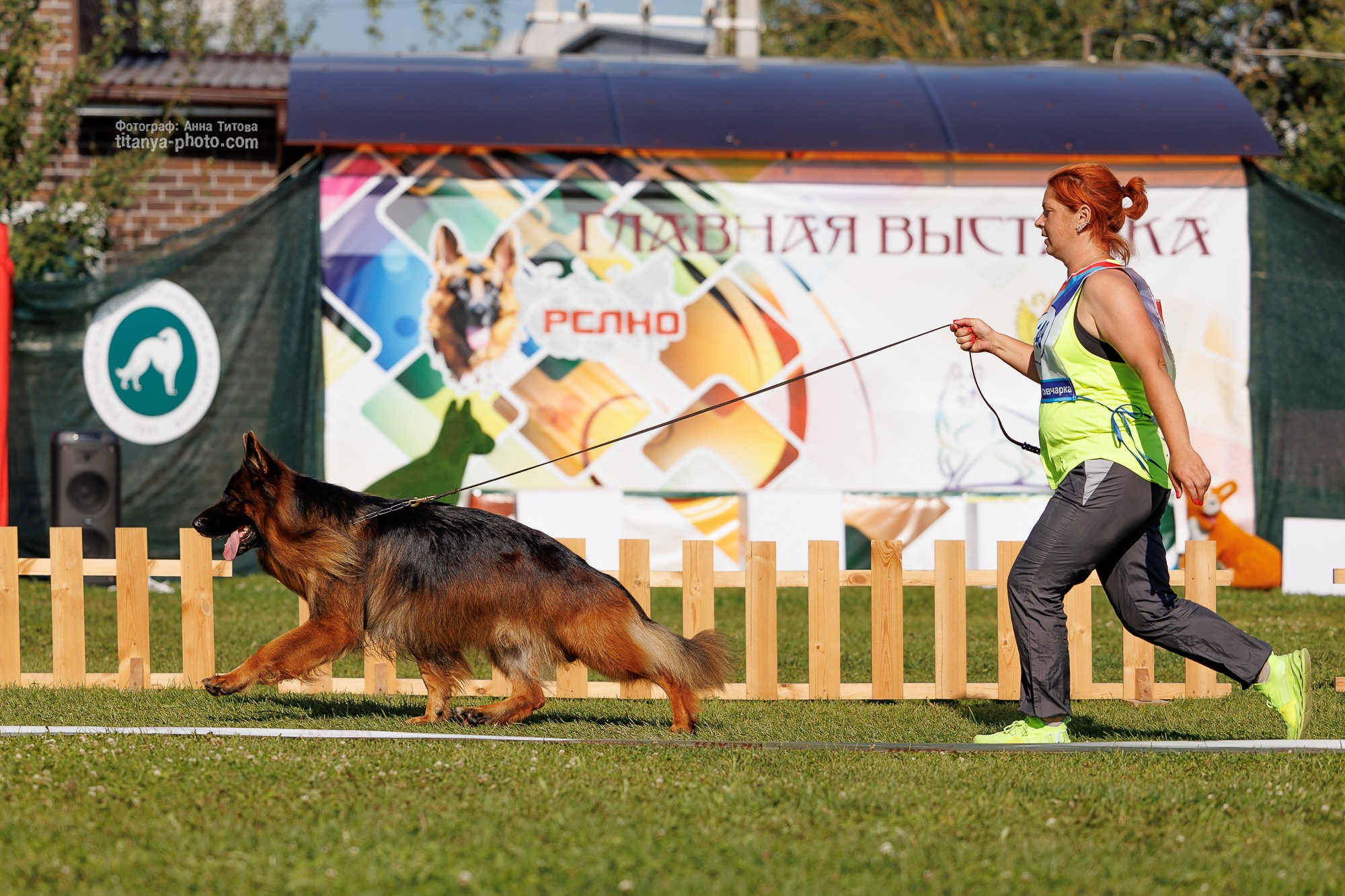 Немецкие овчарки: фото из рингов и вне ринга, мутпроба (фотографии с выставок). Фотограф собак, фотограф-анималист Аня Титова (Titanya). Москва