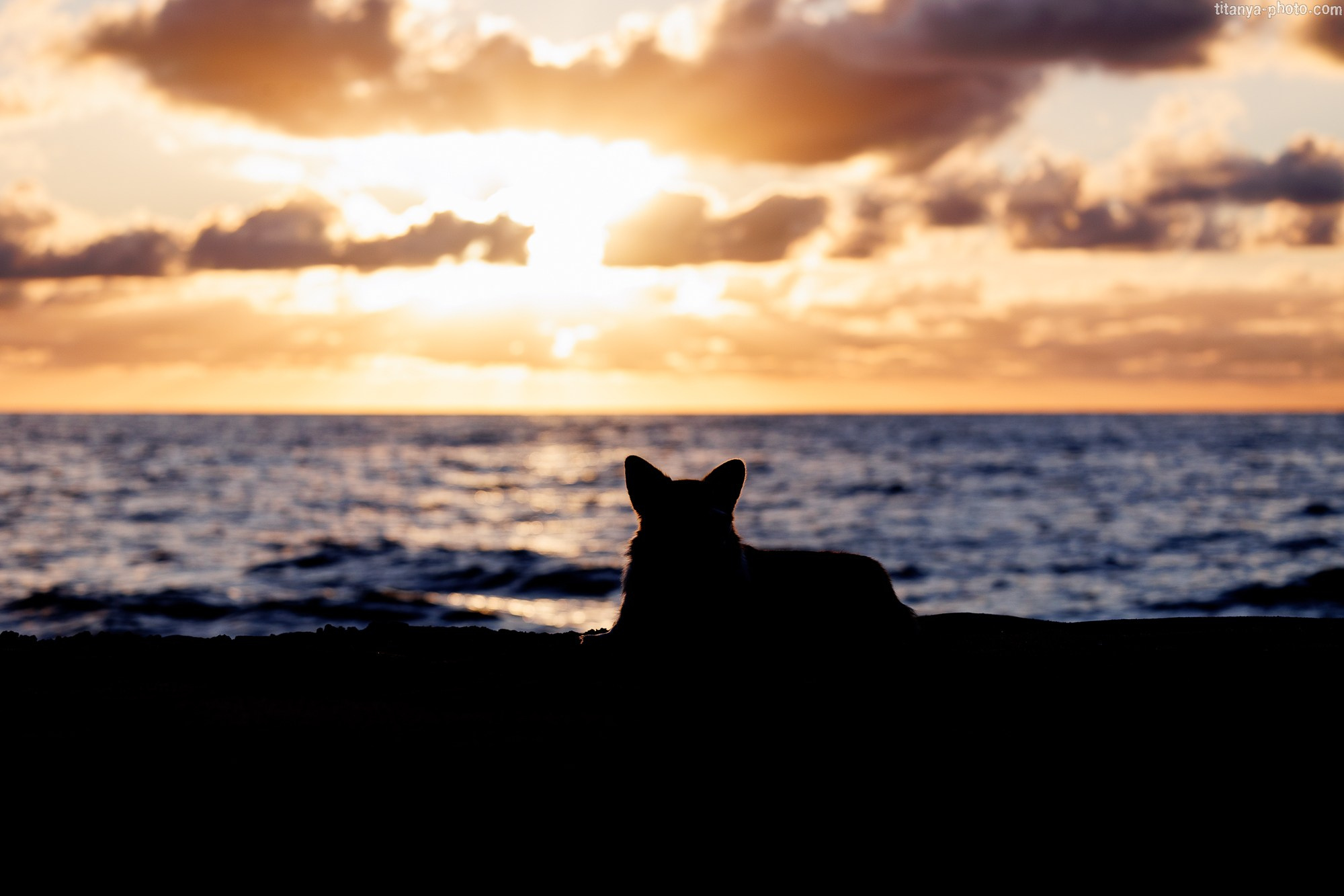 Тесла и Тихий океан. Фотограф собак, фотограф-анималист Аня Титова (Titanya). Москва