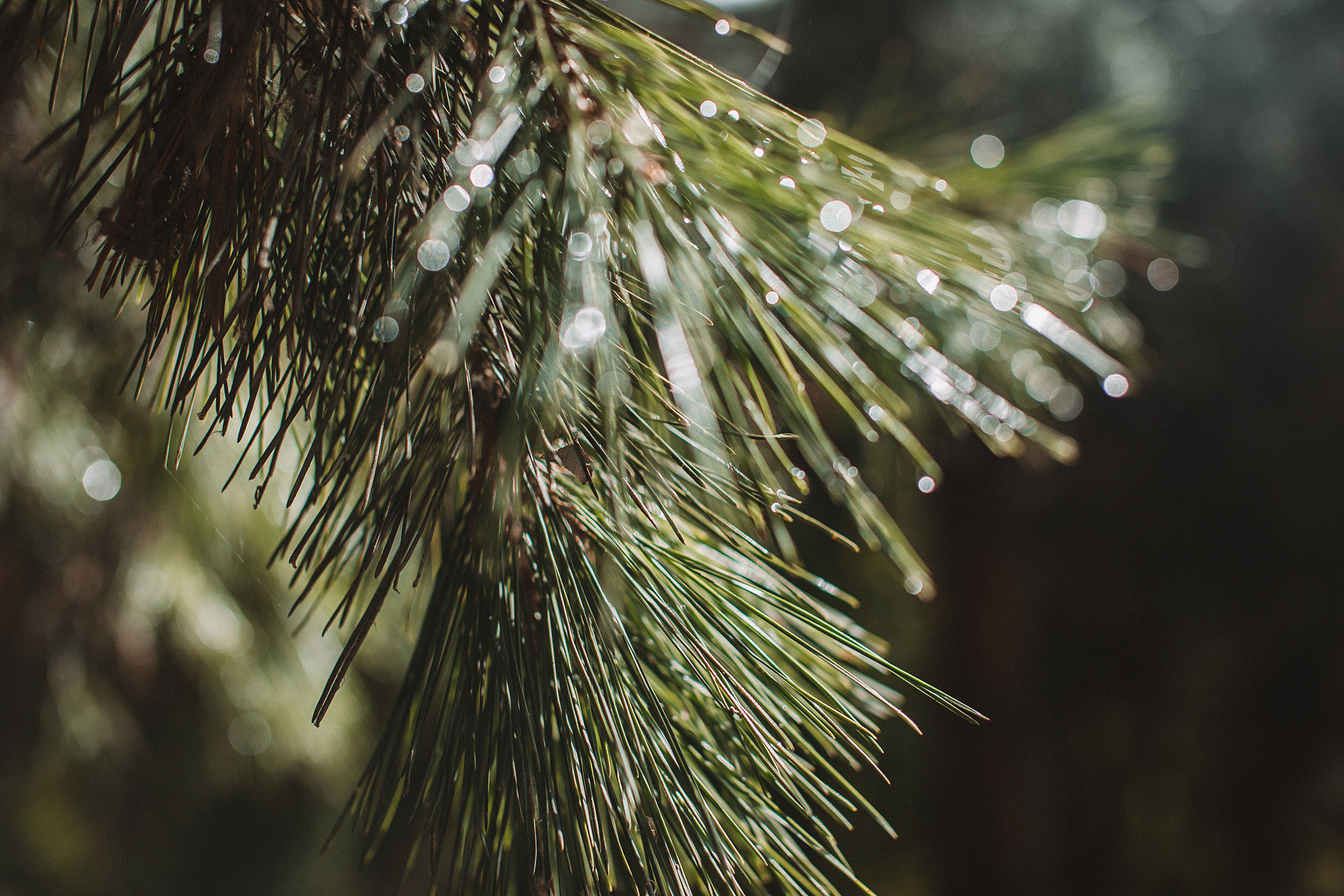 Природа. Свадебный и семейный фотограф/видеограф в Краснодаре Наталья Осинская