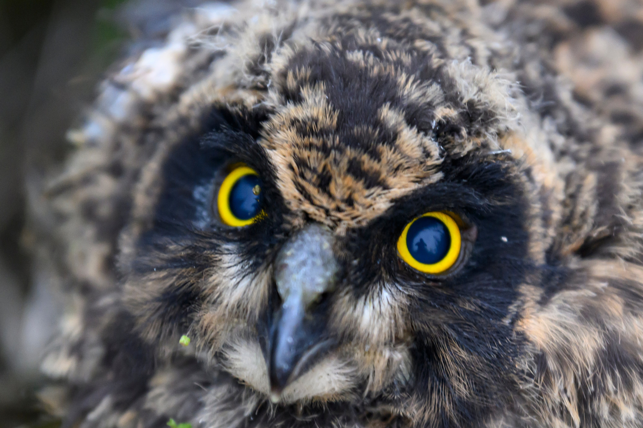 Short eared owl. Wildlife photography by Sergey Puponin