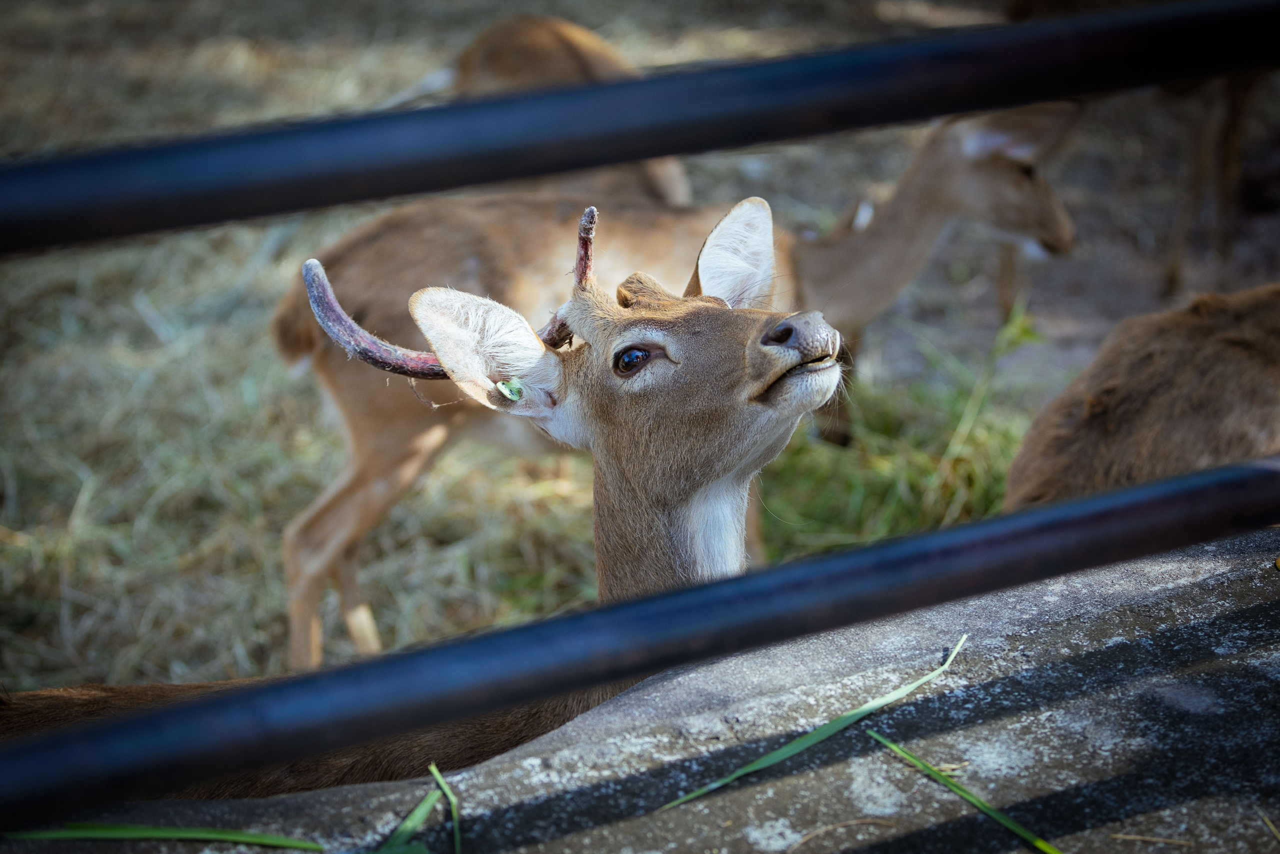 Таиланд (зима 2025). Фотограф Виноградов Константин