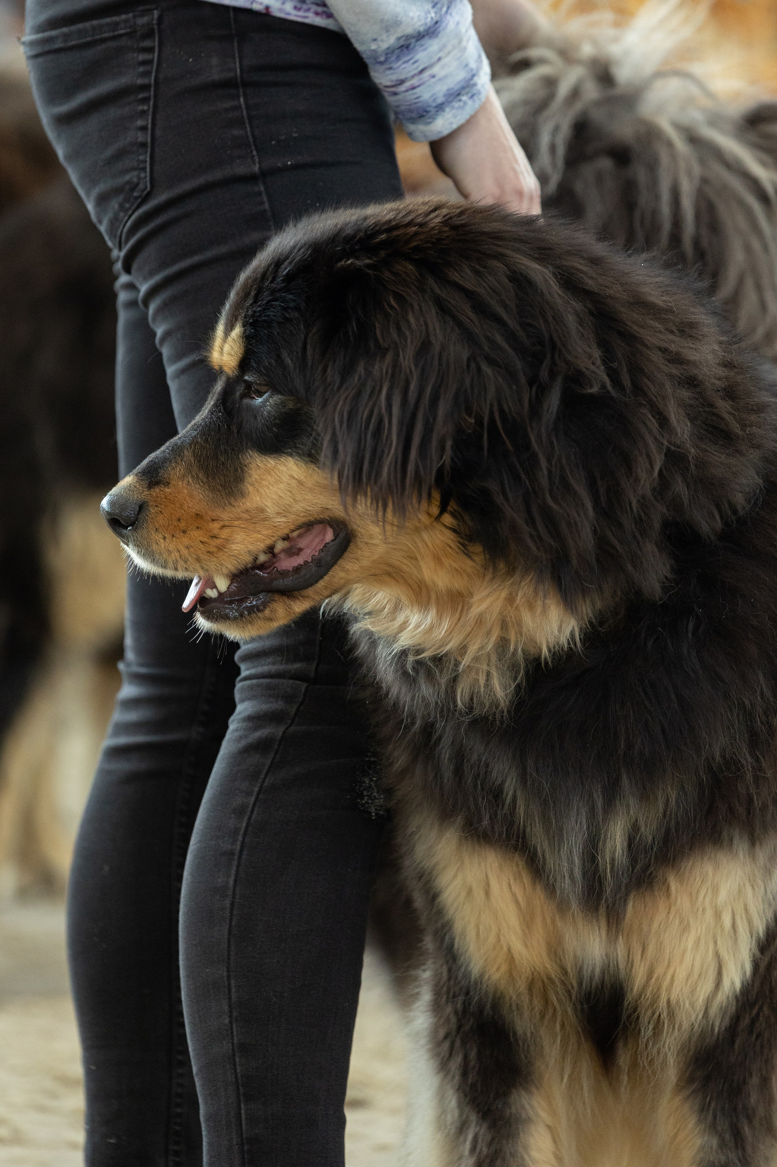 Моно Монгол Банхаров. Иркутск 2025. Фотограф-анималист|Иркутск