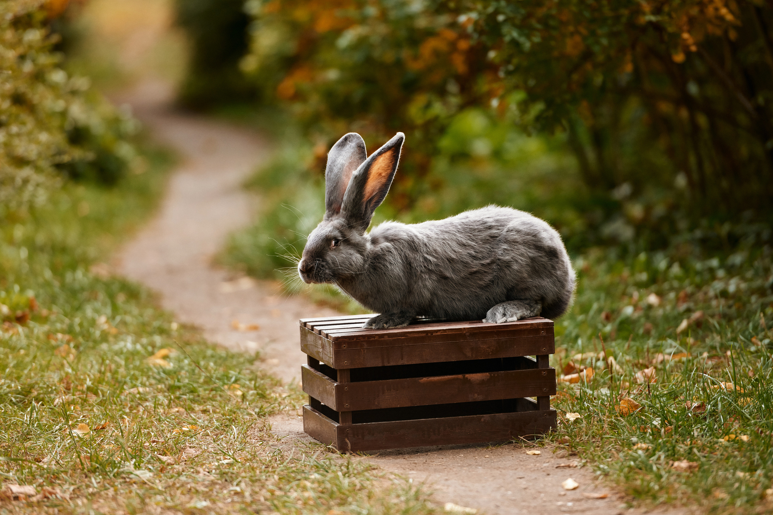 Детский художественный портрет. Фотограф в Воронеже Тазаева Светлана
