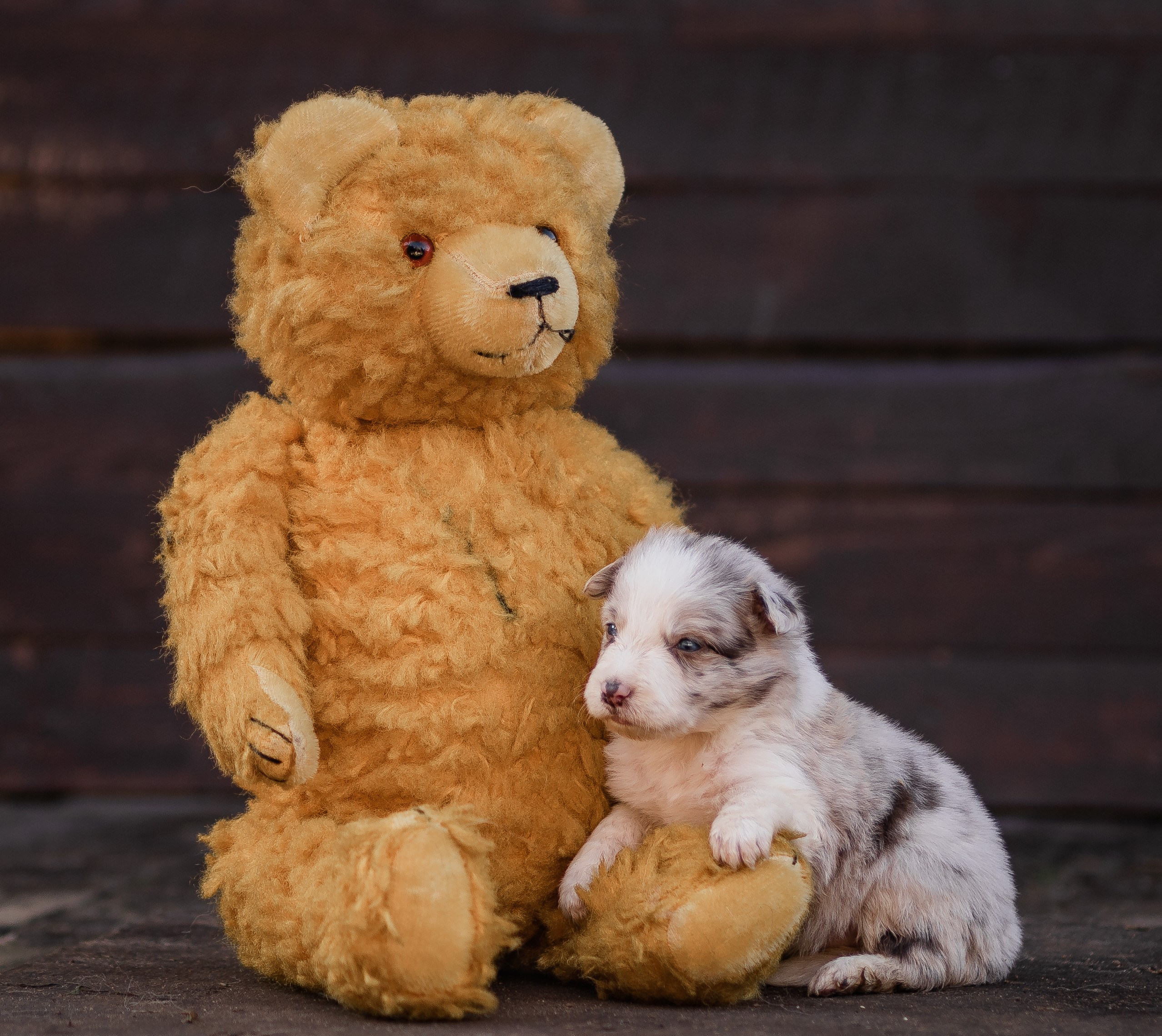 Фритсвит. Семейный фотограф Ефремова Виктория