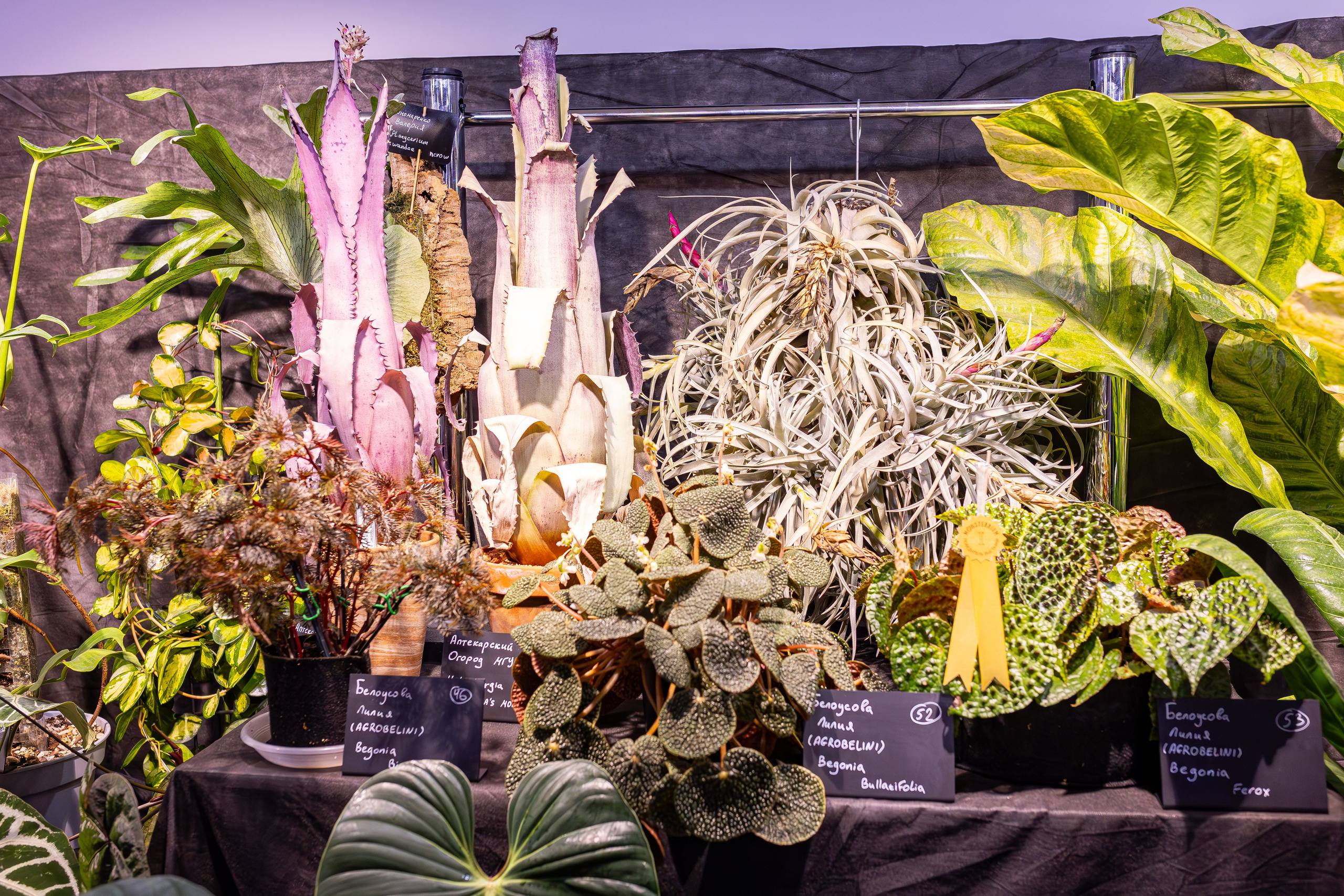 Монстериум 11–12 октября. Александра Куликова фотограф, Москва