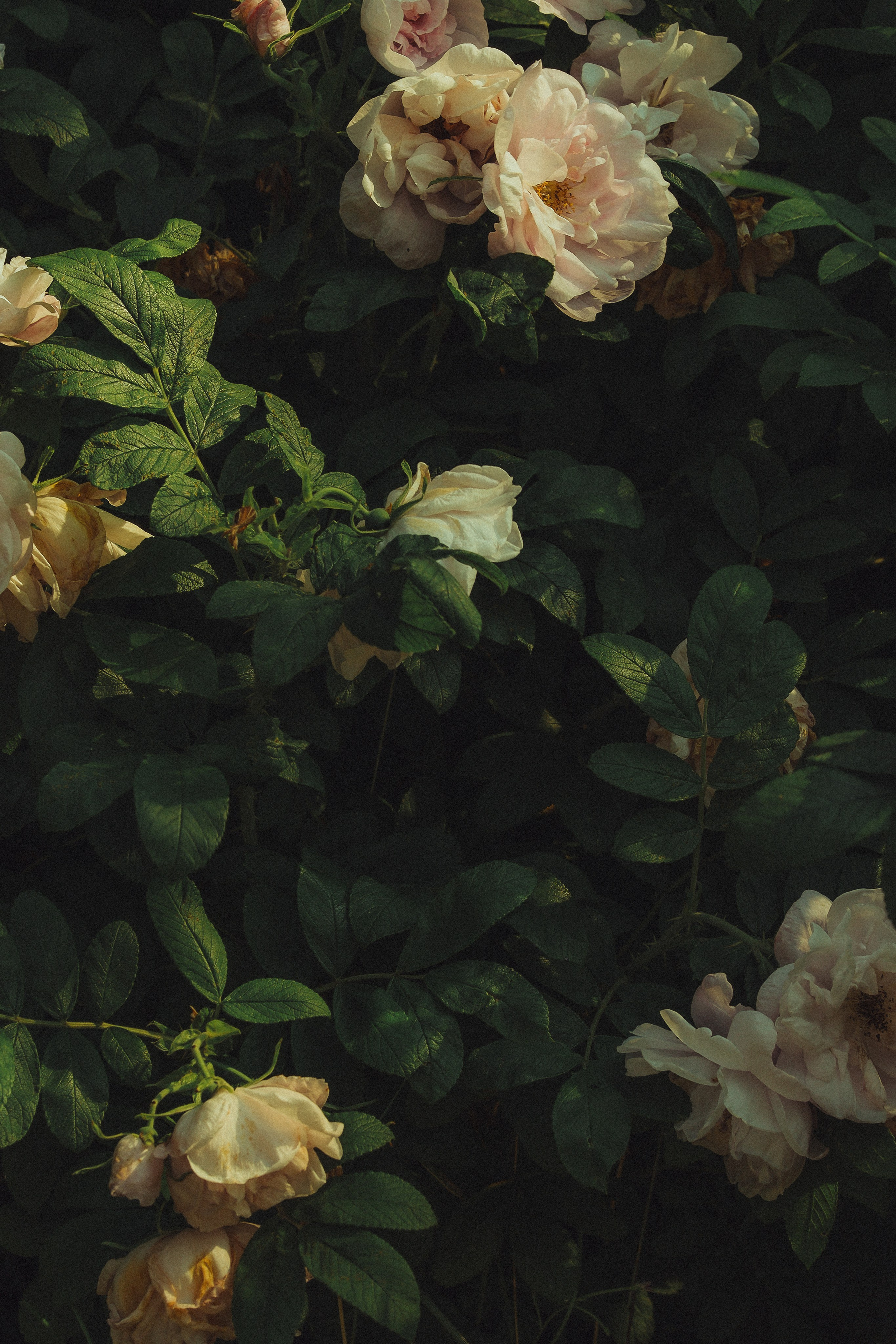 Не помню в сонме юных дней                                                                                ни лиц , ни говора , ни песен .                                                                       И прежний выводок теней                                                                       теперь уж мне не интересен.                                                                      На школьной полке киснет купорос ,                                                         учитель курит , прыскает девица .                                                                                                                                                 Ты хочешь знать : сбылось?                                                                                                               Сбылось. Да так , что лучше бы не сбыться.                                                                                                  Евгений Вензель                                                                                                                                                                     