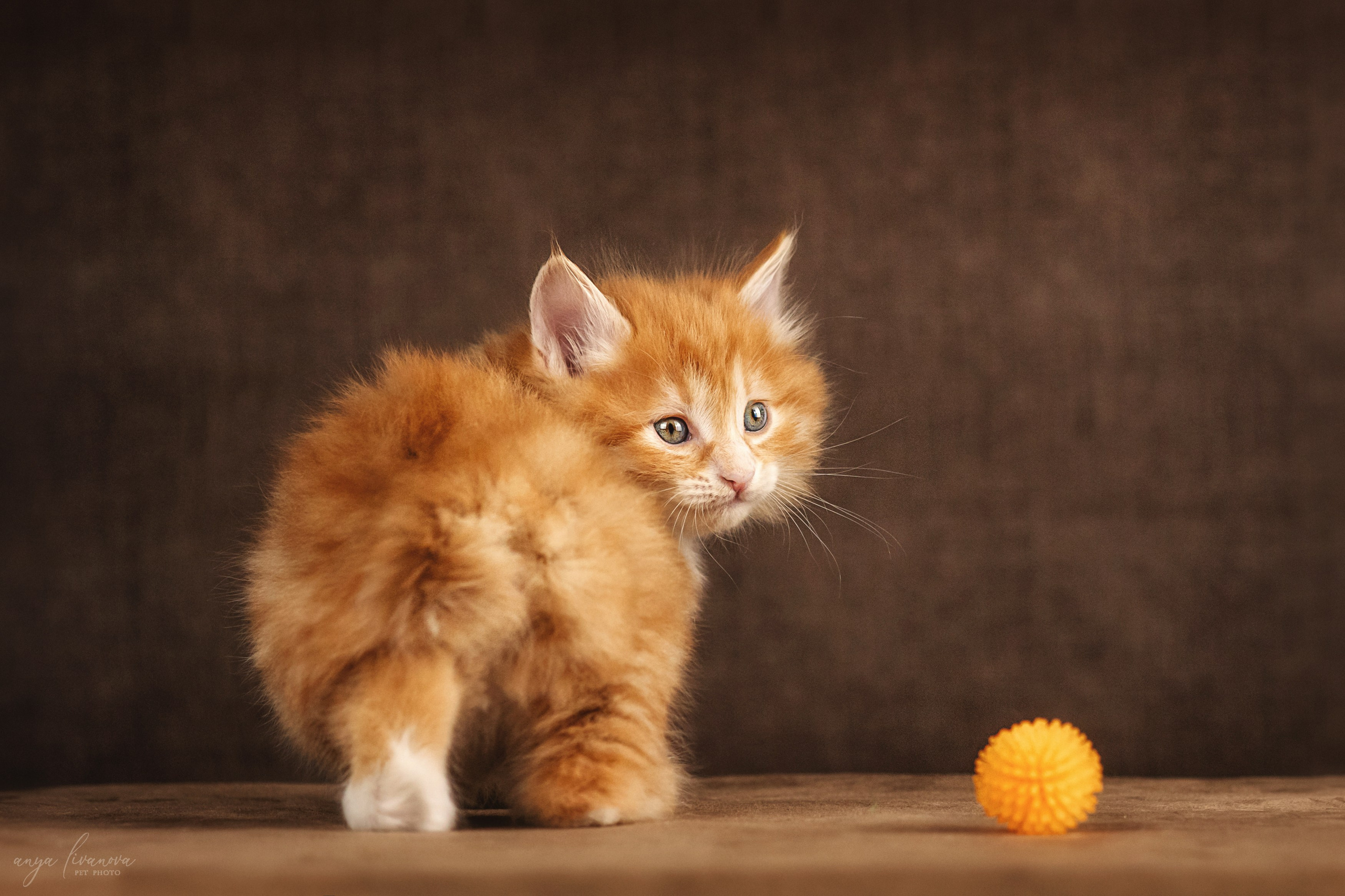 Курильские бобтейлы. Фотограф анималист Аня Ливанова | Рыбинск