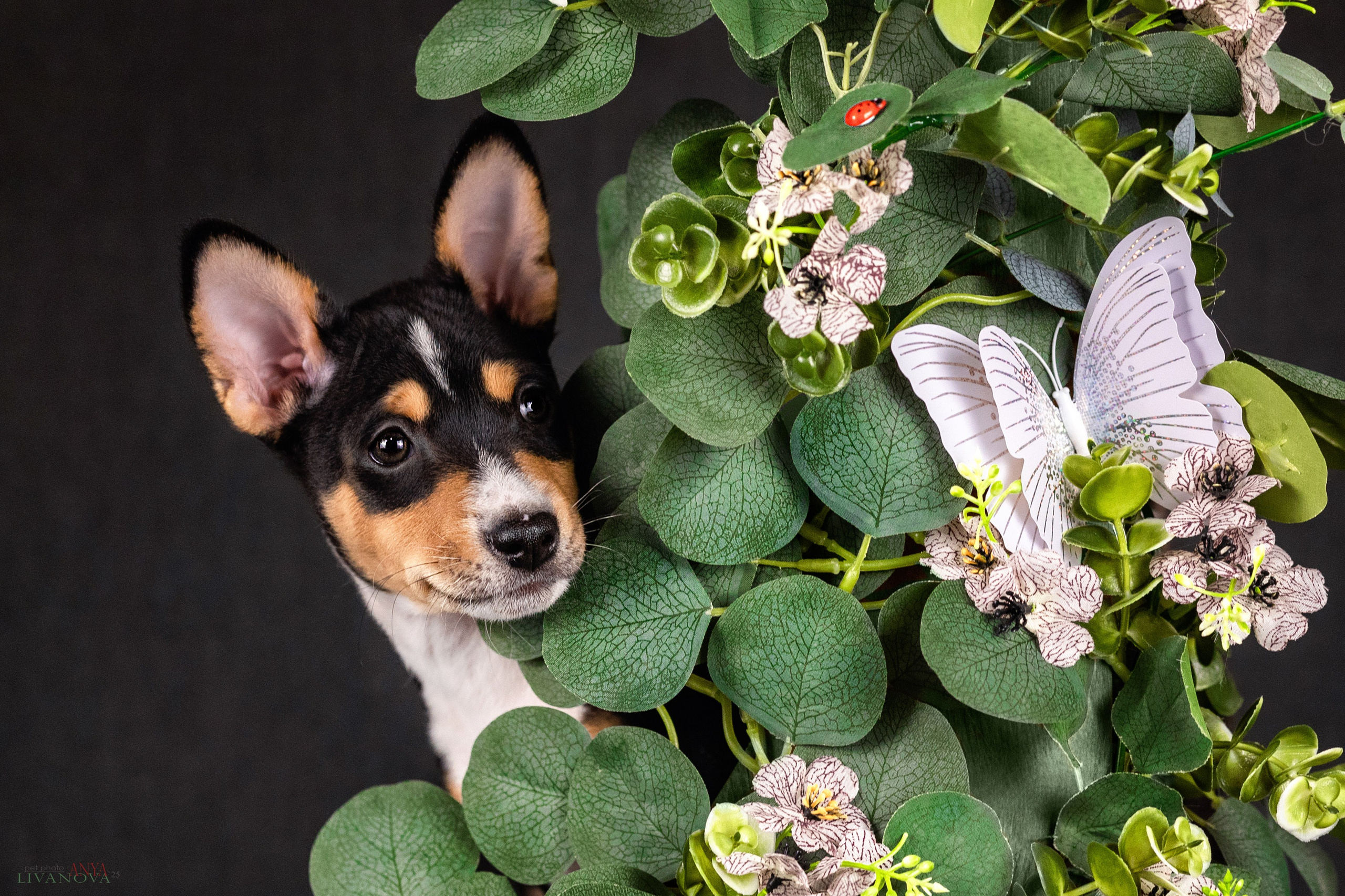 Басенджи. Фотограф анималист Аня Ливанова | Рыбинск