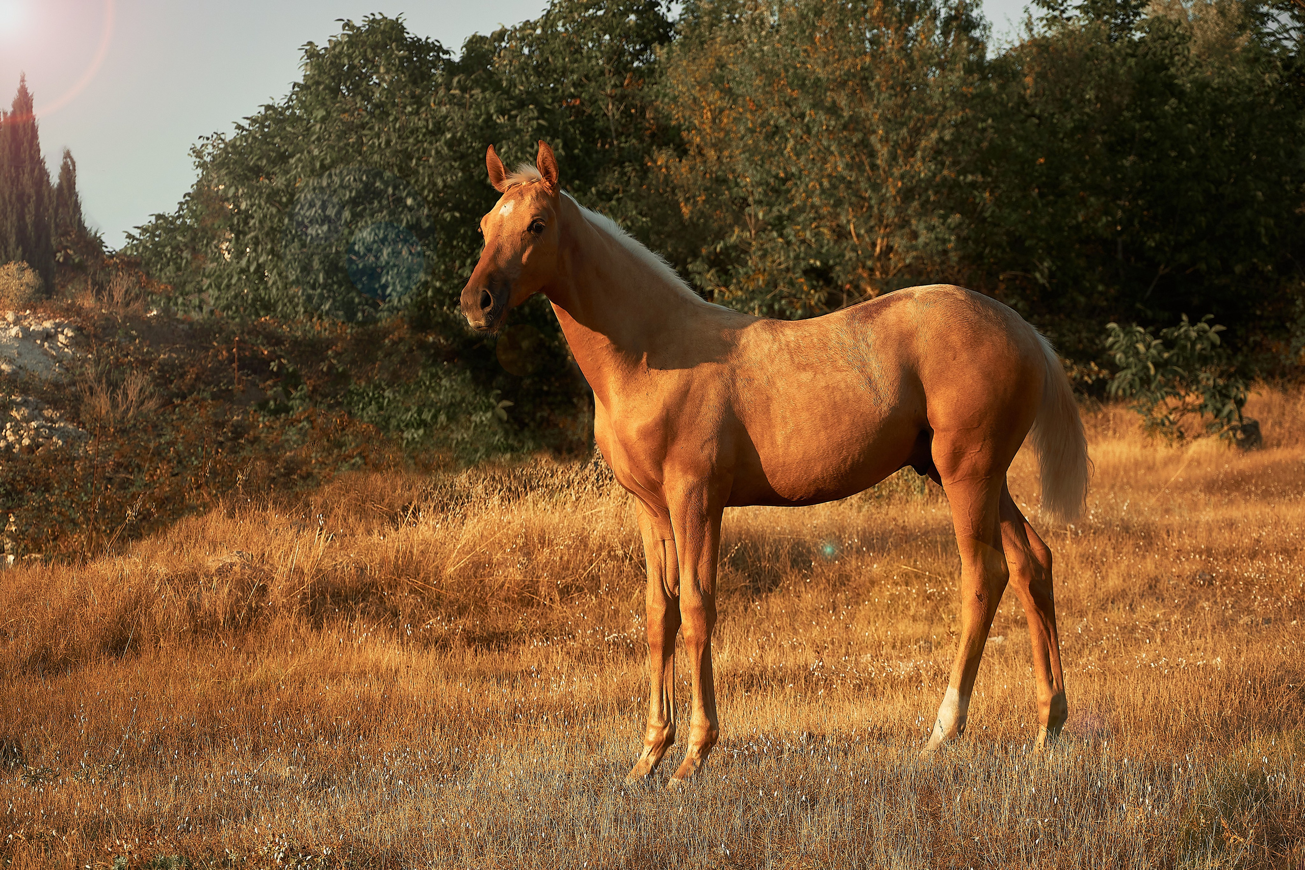 Чако-Эль. Фотограф в Севастополе