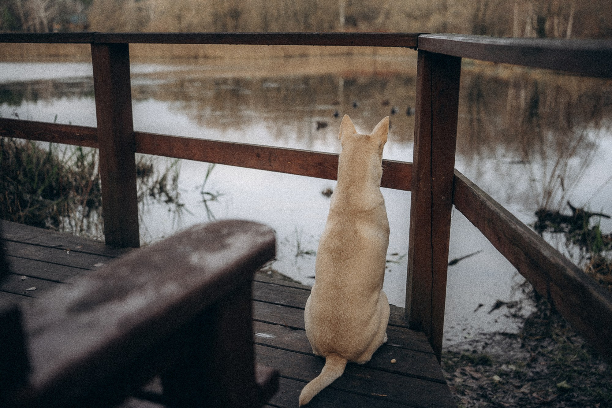 Туся. Фотограф анималист в Москве и Санкт-Петербурге Свиридова Анна