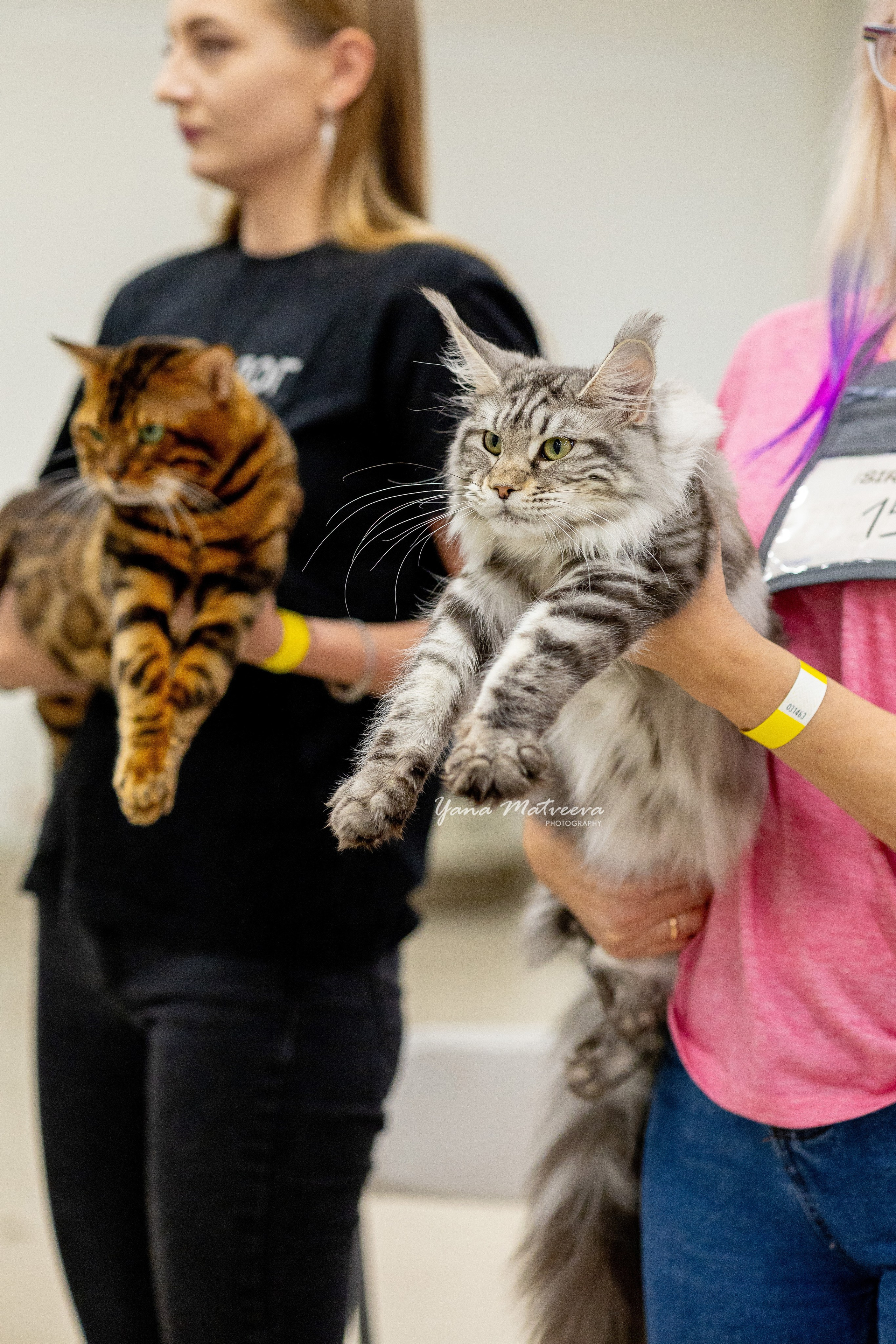 Кошки. Фотограф Яна Матвеева в Ижевске