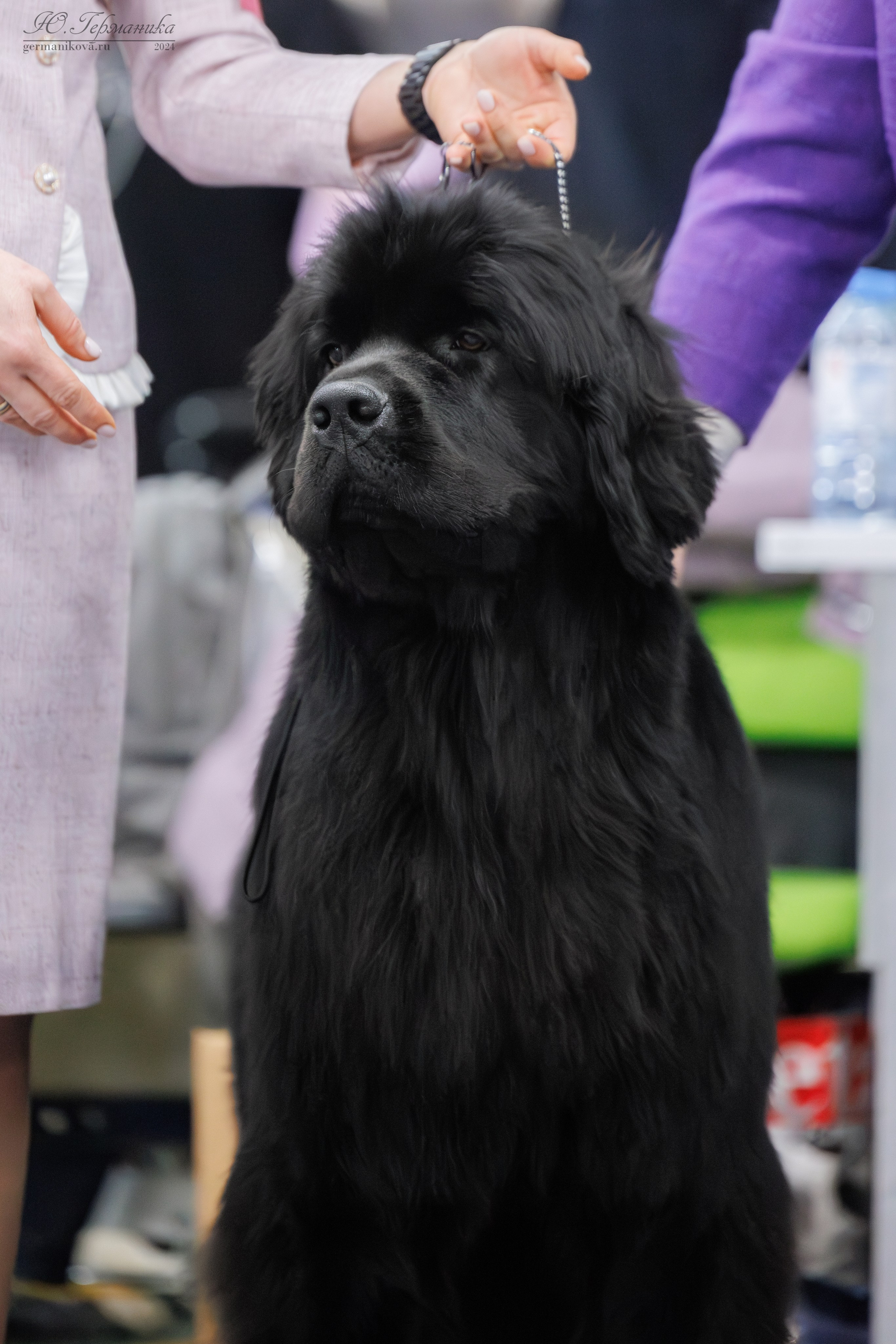 Сфера и Крокус 8,9,16 и 30.03.2025. Фотограф-анималист Юлия Германика