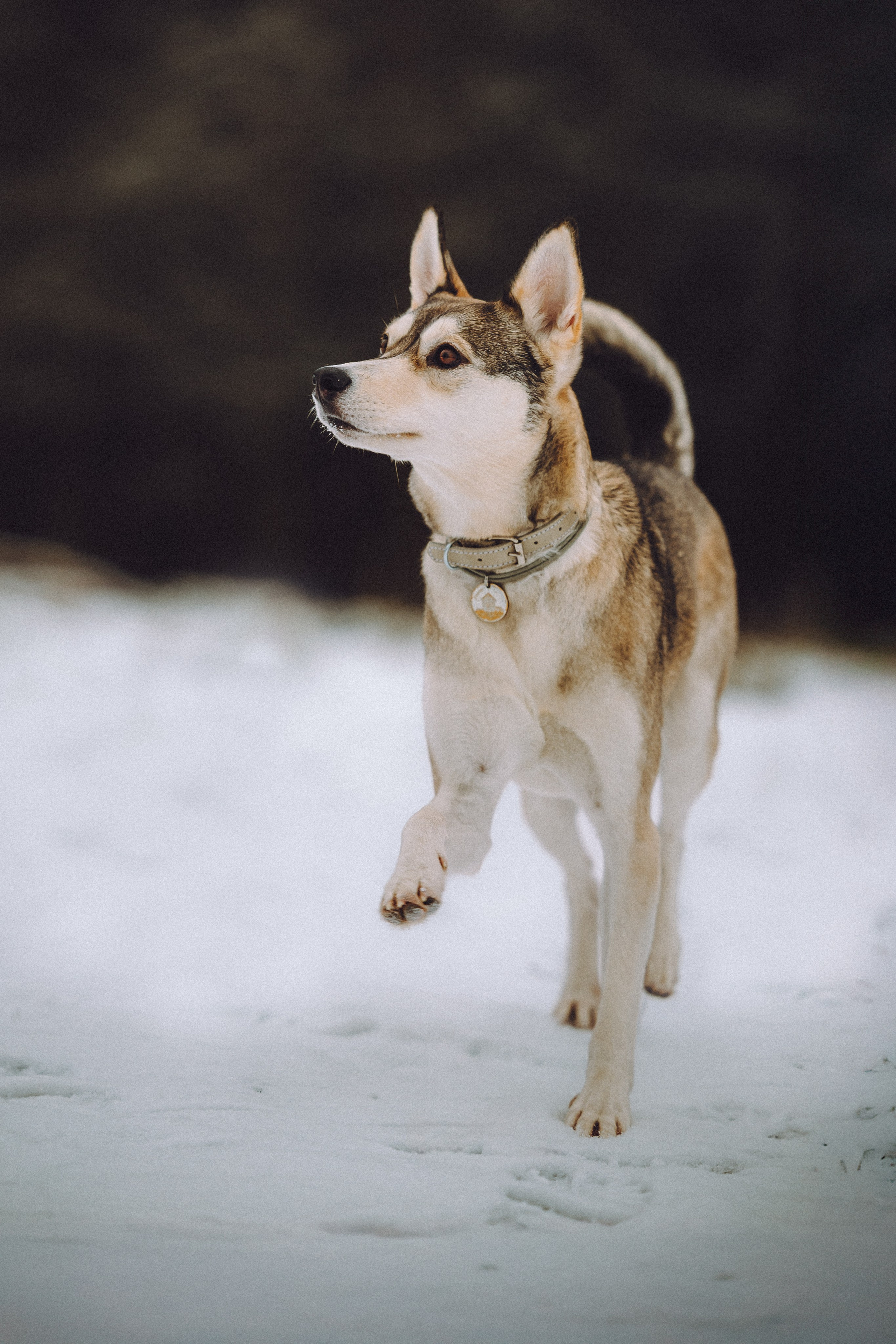Аня и Рокси