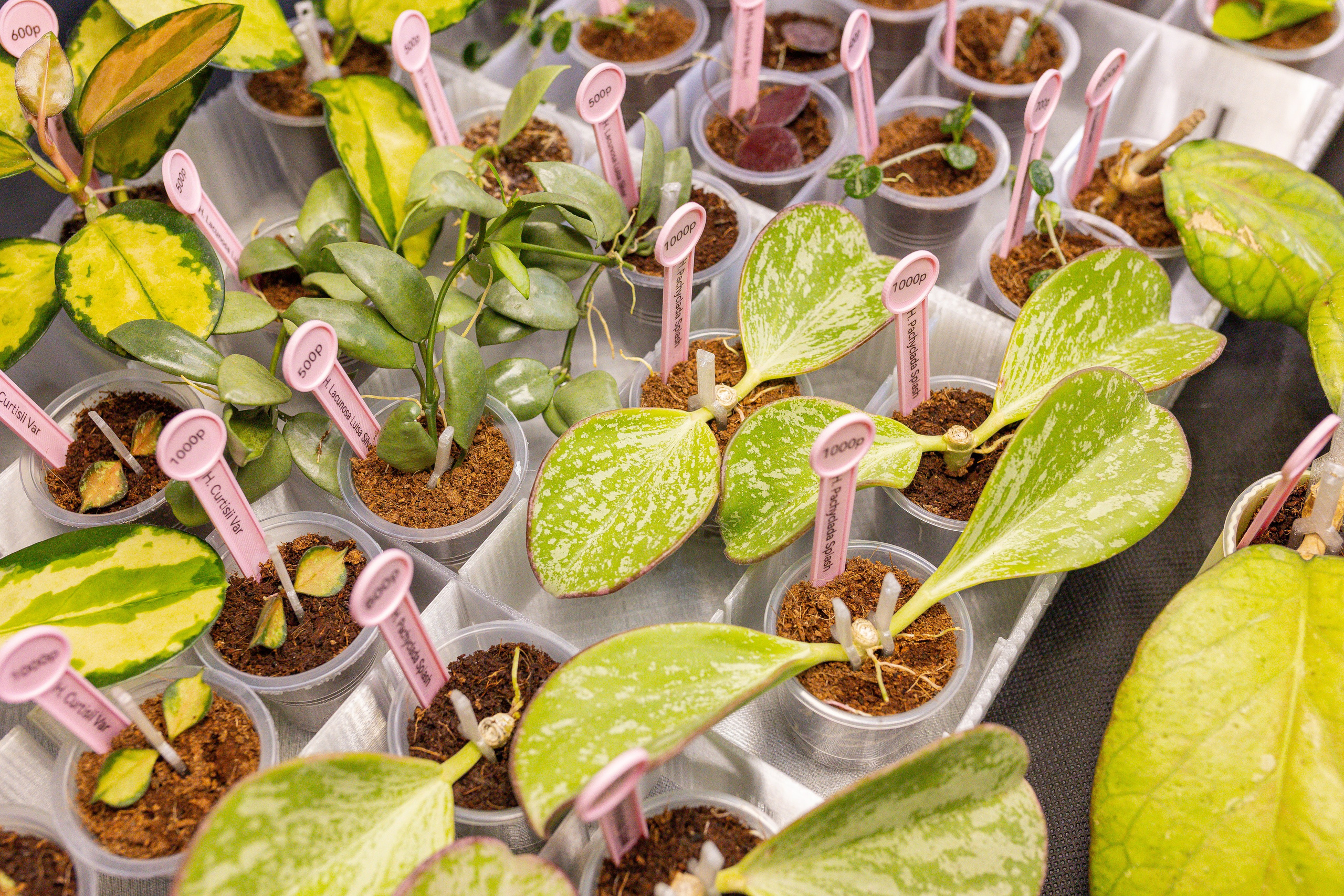 Монстериум 11–12 октября. Александра Куликова фотограф, Москва