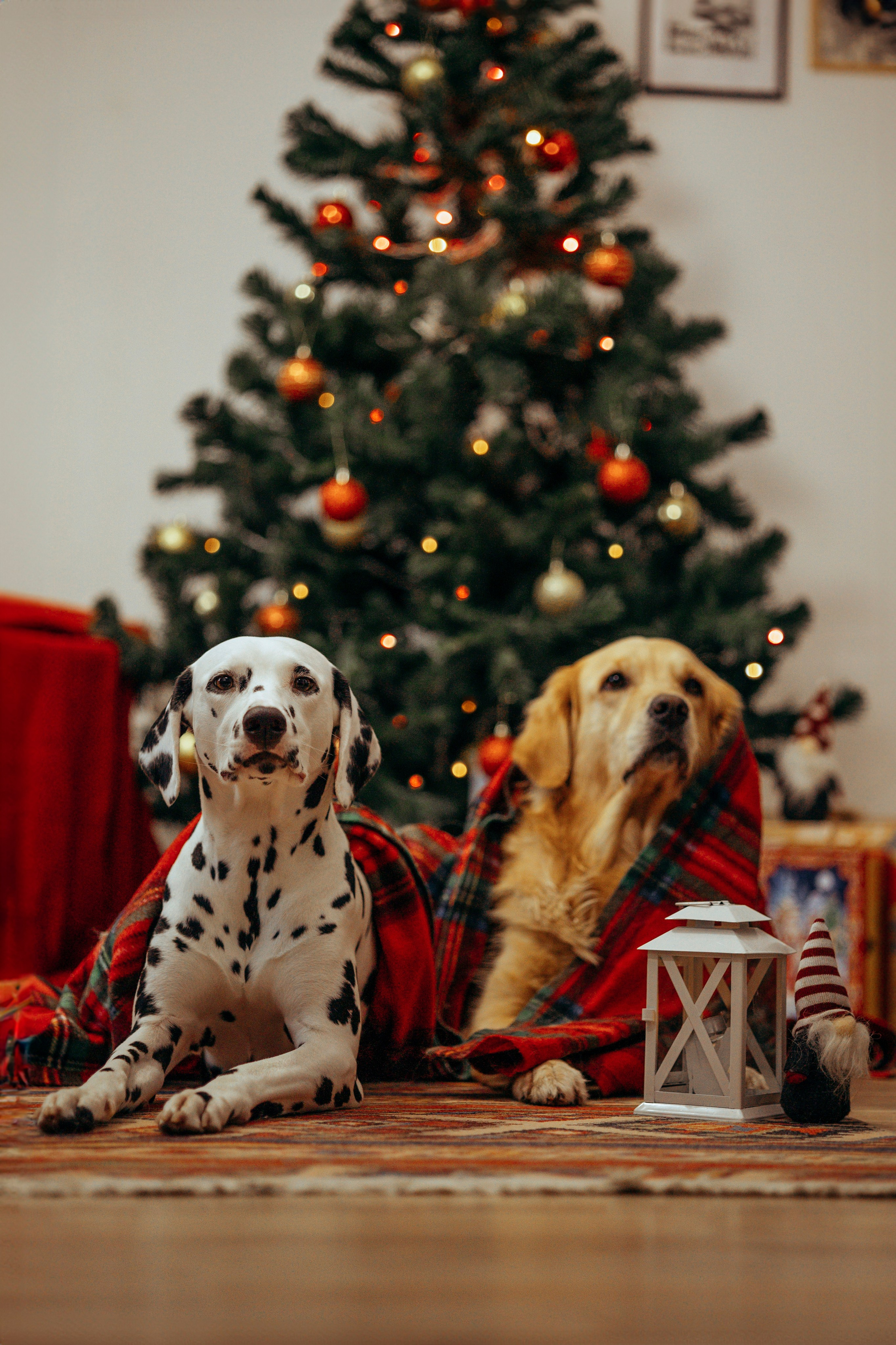 Новогодняя съемка с собакой. Анастасия Белаш