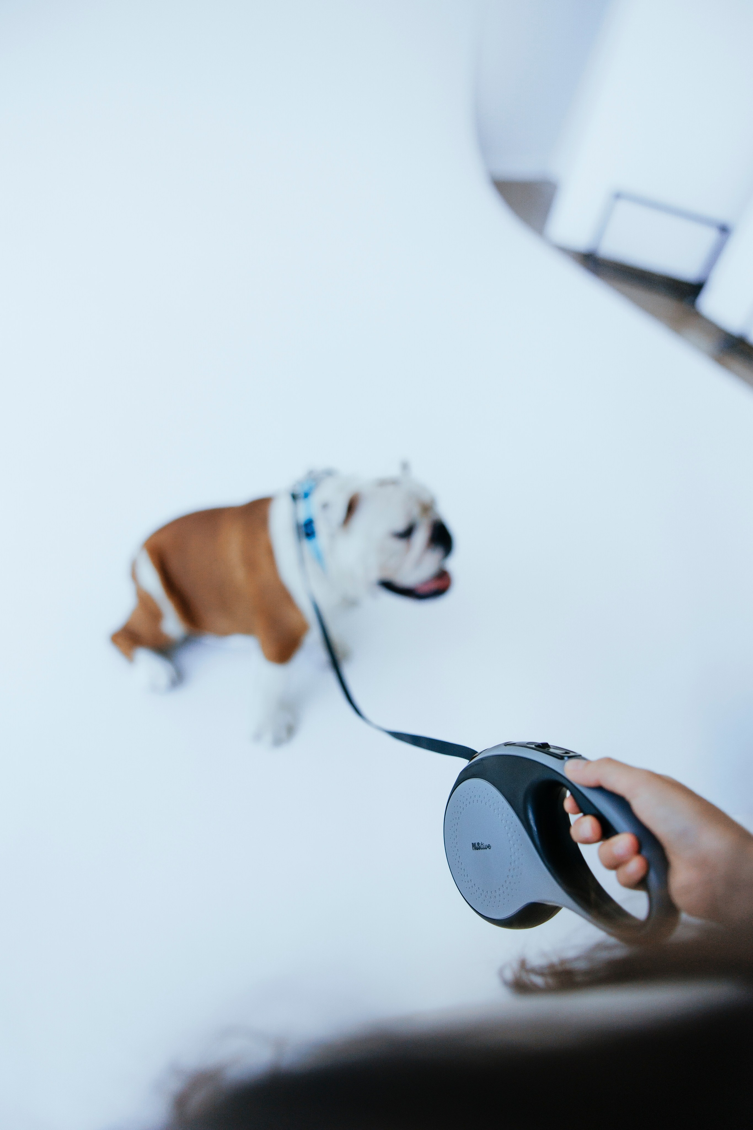 Pawsitive рулетки. Анастасия Белаш