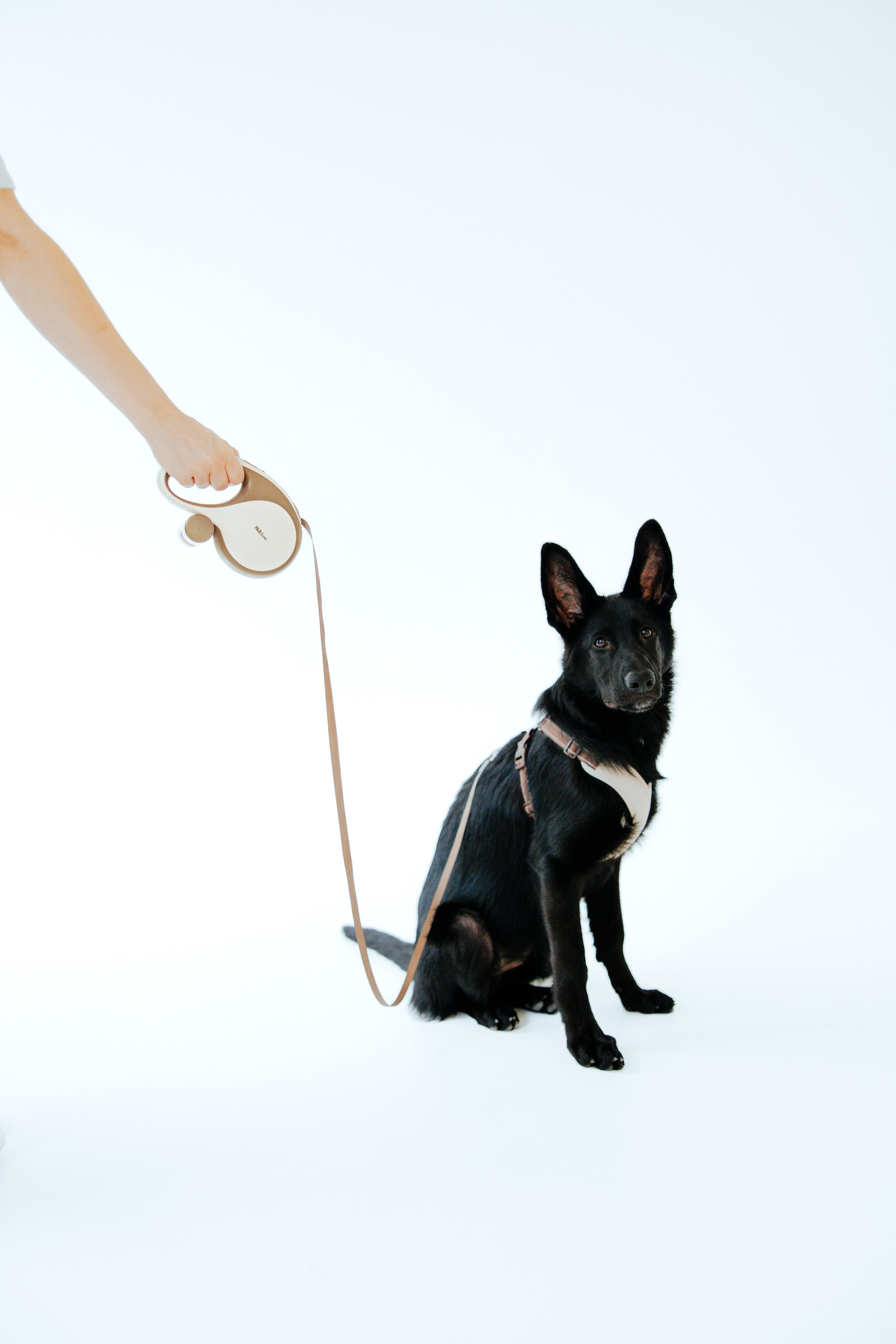 Pawsitive рулетки. Анастасия Белаш