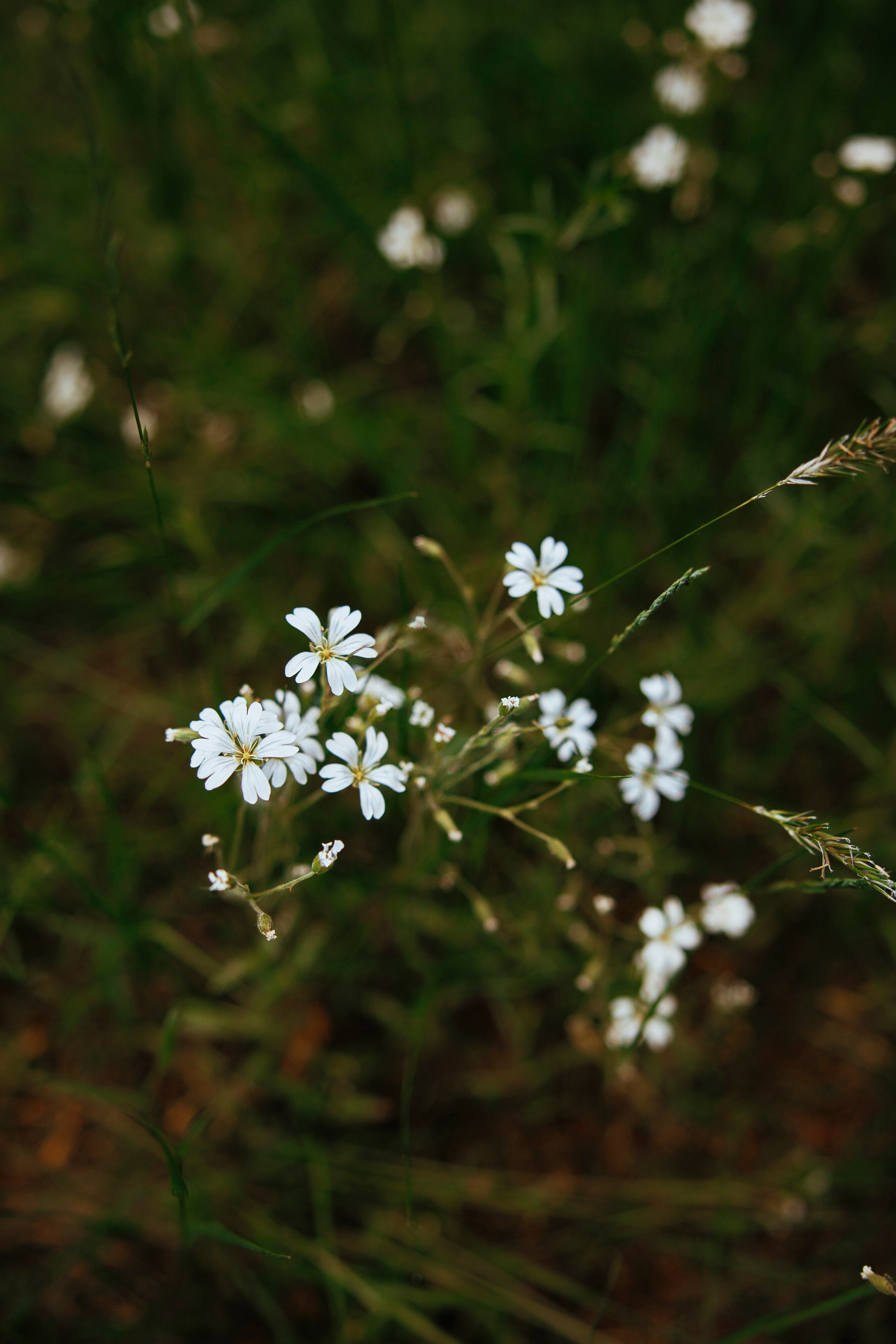 Съемка с собакой. Анастасия Белаш