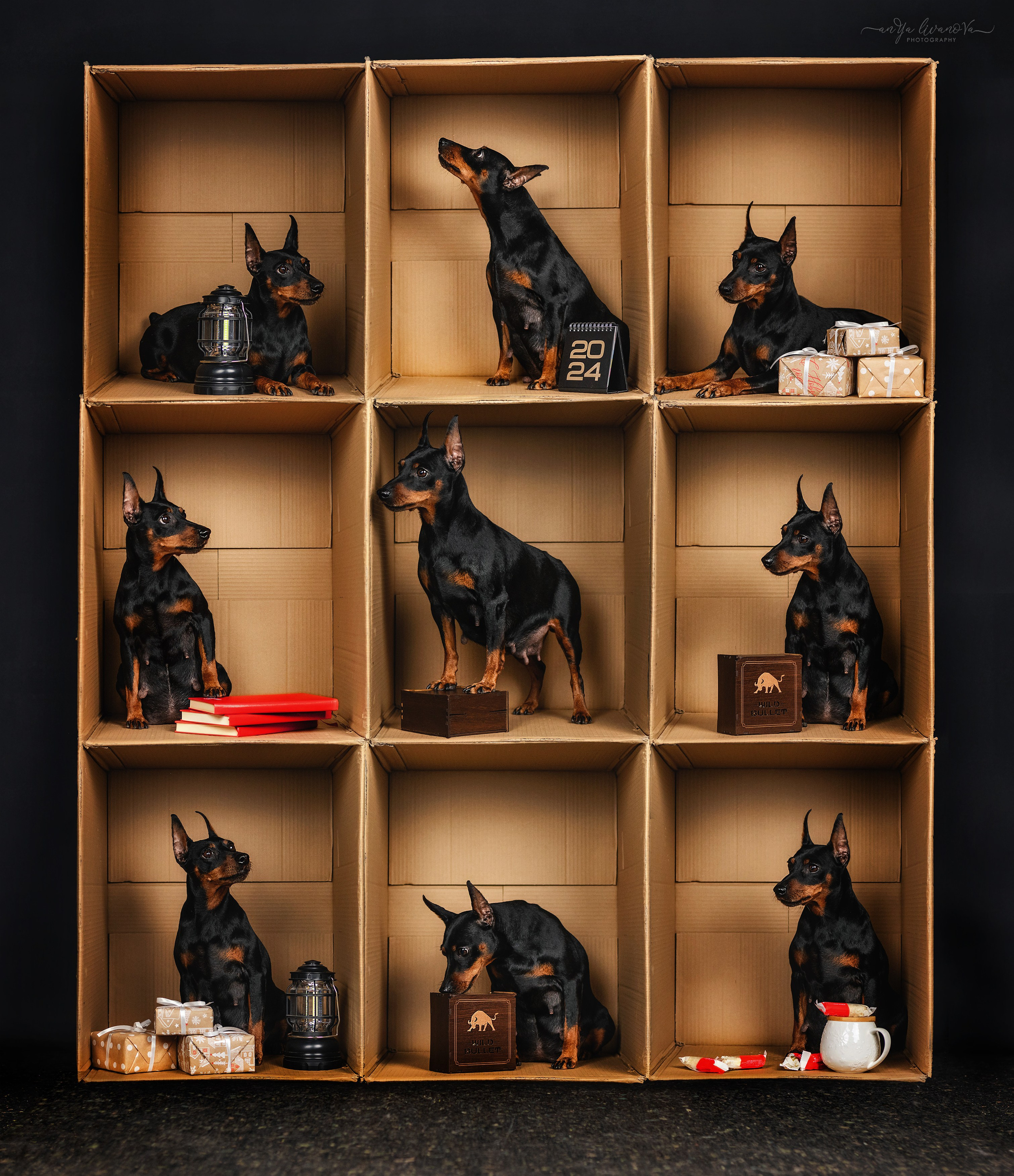 Коробки. Фотограф анималист Аня Ливанова | Рыбинск