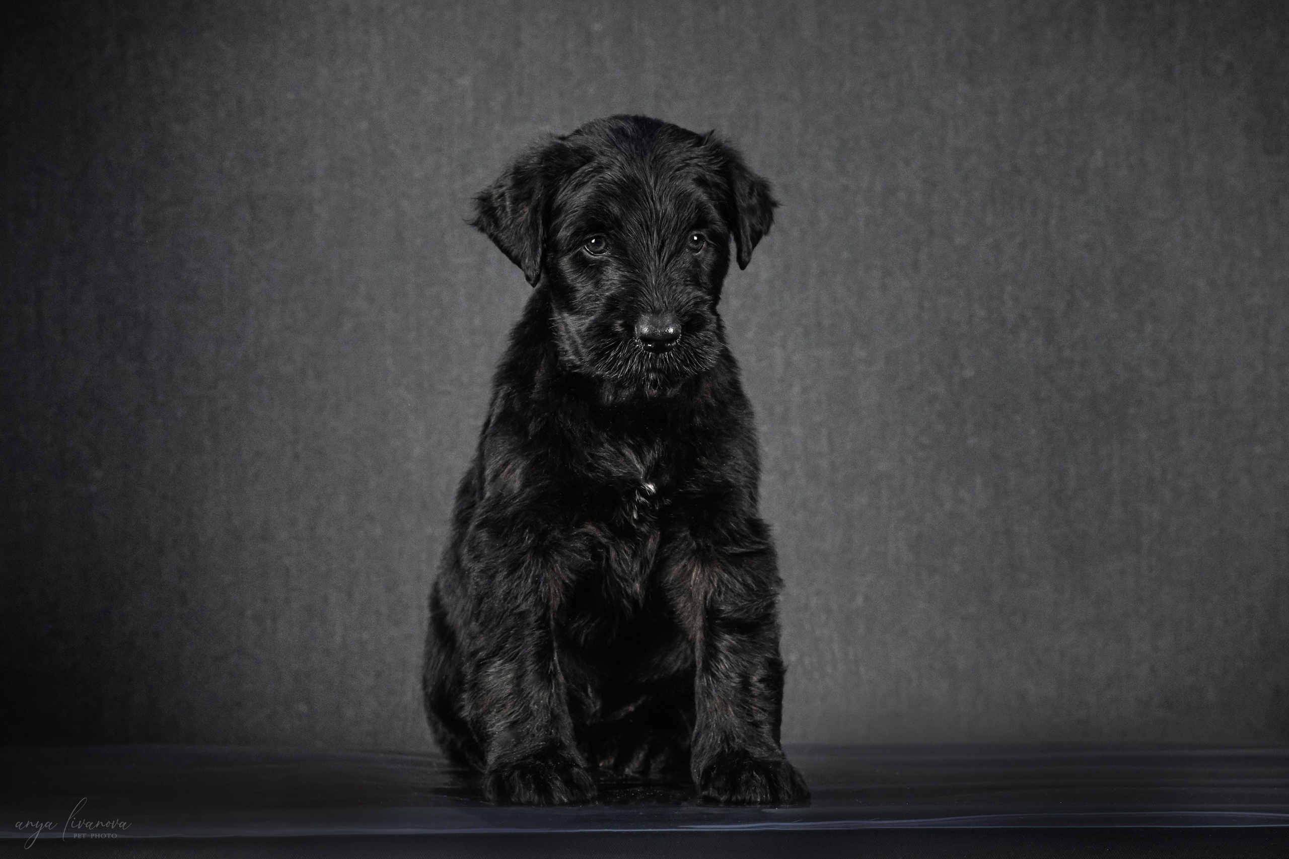 РЧТ. Фотограф анималист Аня Ливанова | Рыбинск