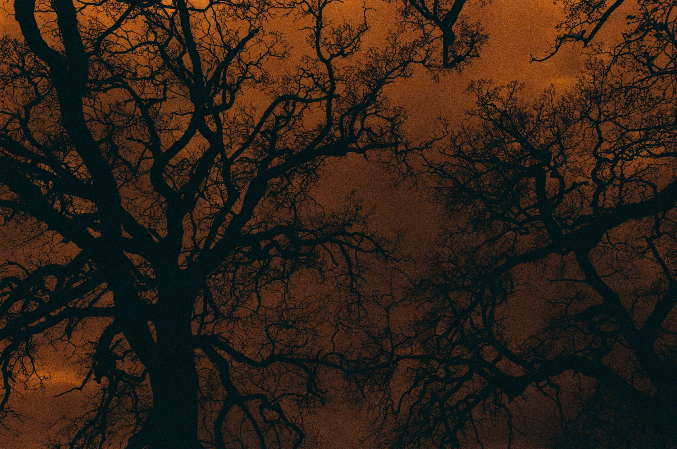 Sakura blues // ukraine, crimea VIII. EVER EXPOSED