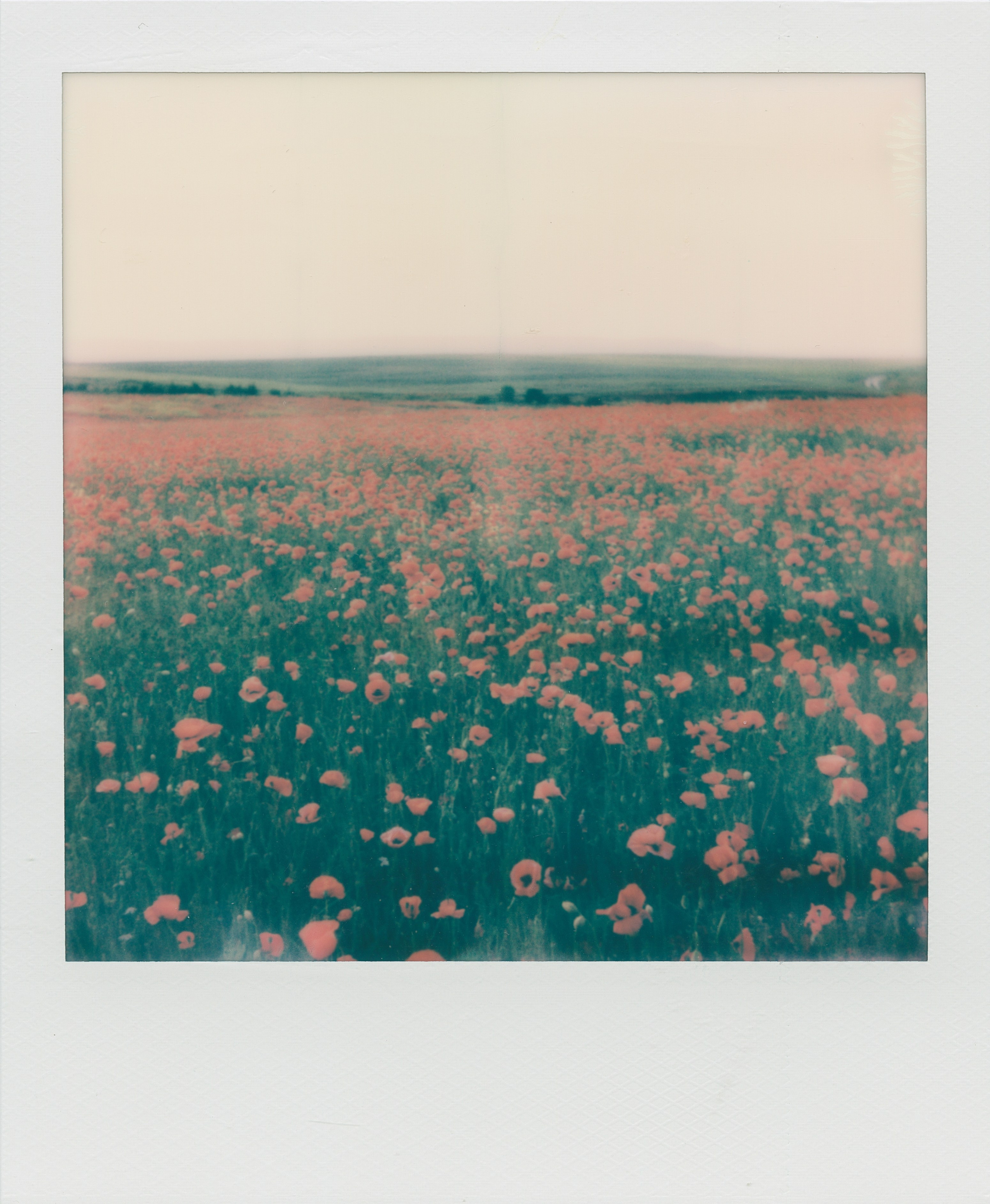 POLAROID. EVER EXPOSED