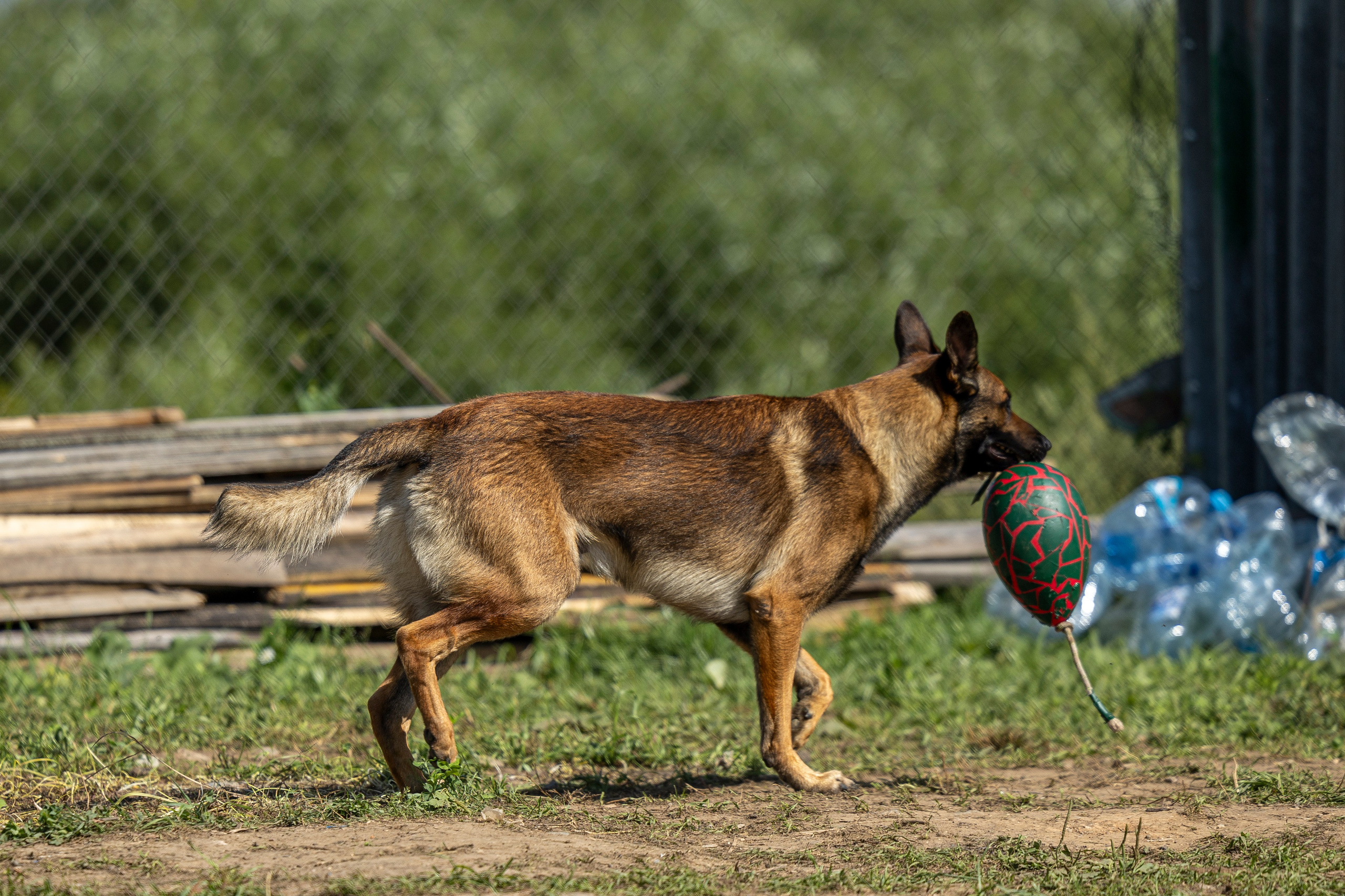 Соревнования по Мондьорингу г. Вологда 10-11.08.2024. Фотограф-анималист Анна Маринич