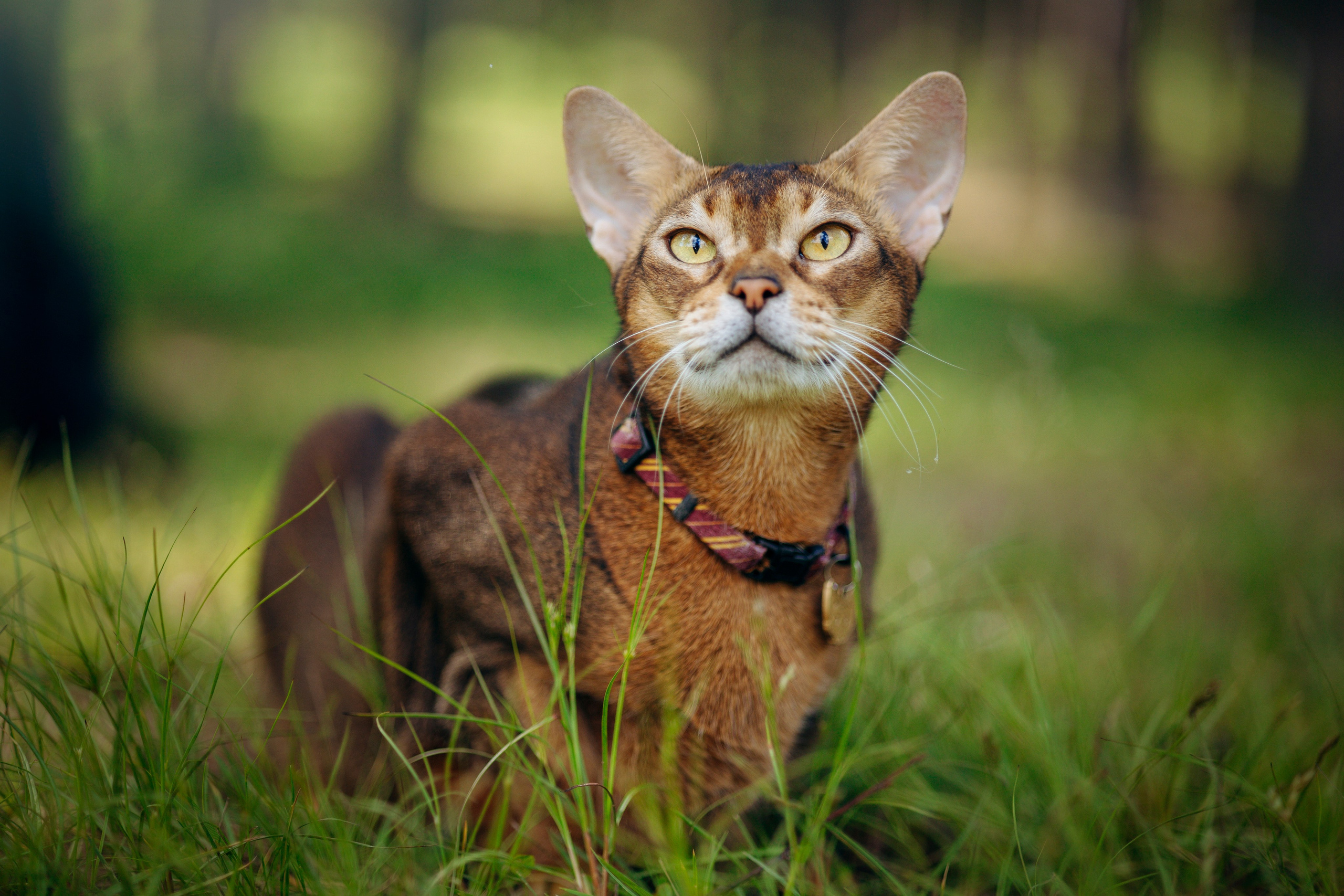 Котофеи и их семья. Фотограф — Анималист | Санкт-Петербург