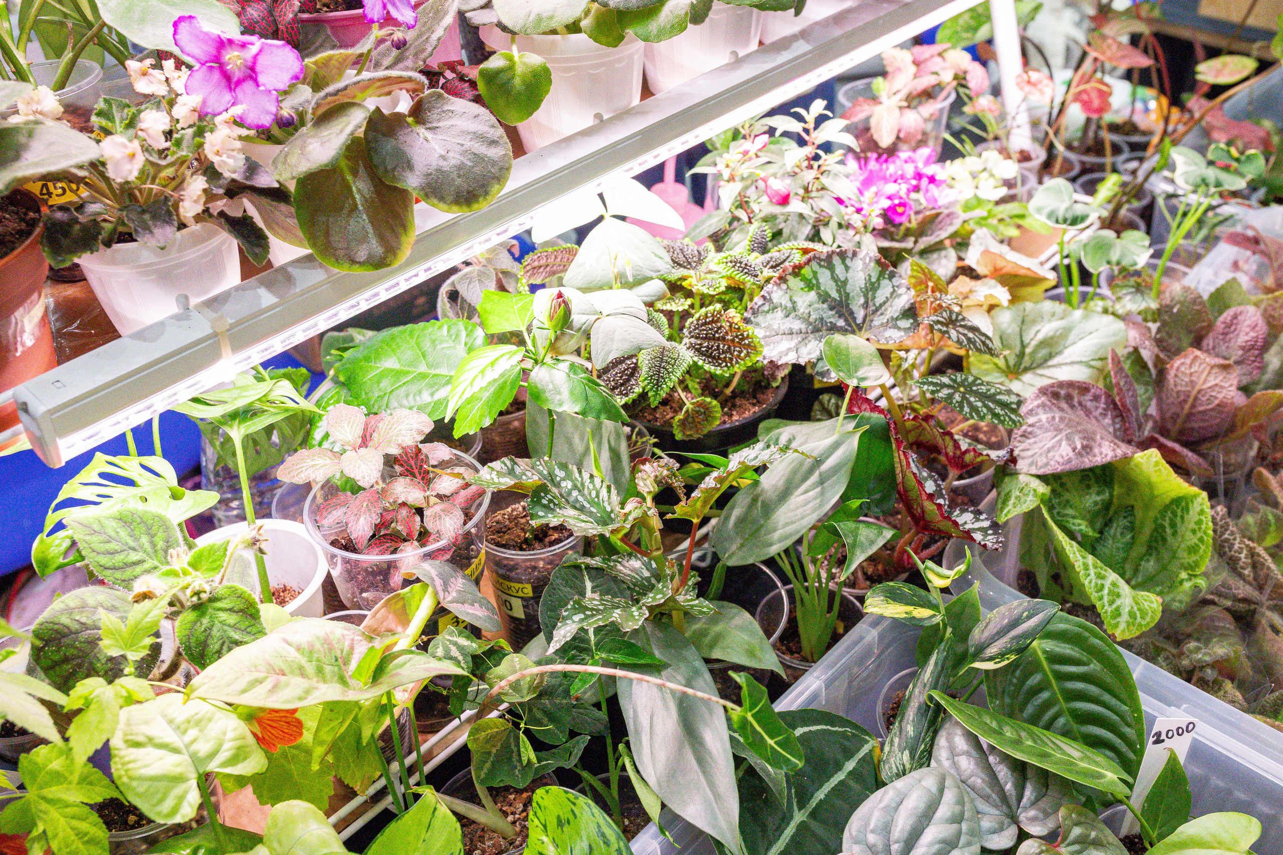 Монстериум апрель 2025. Александра Куликова фотограф, Москва