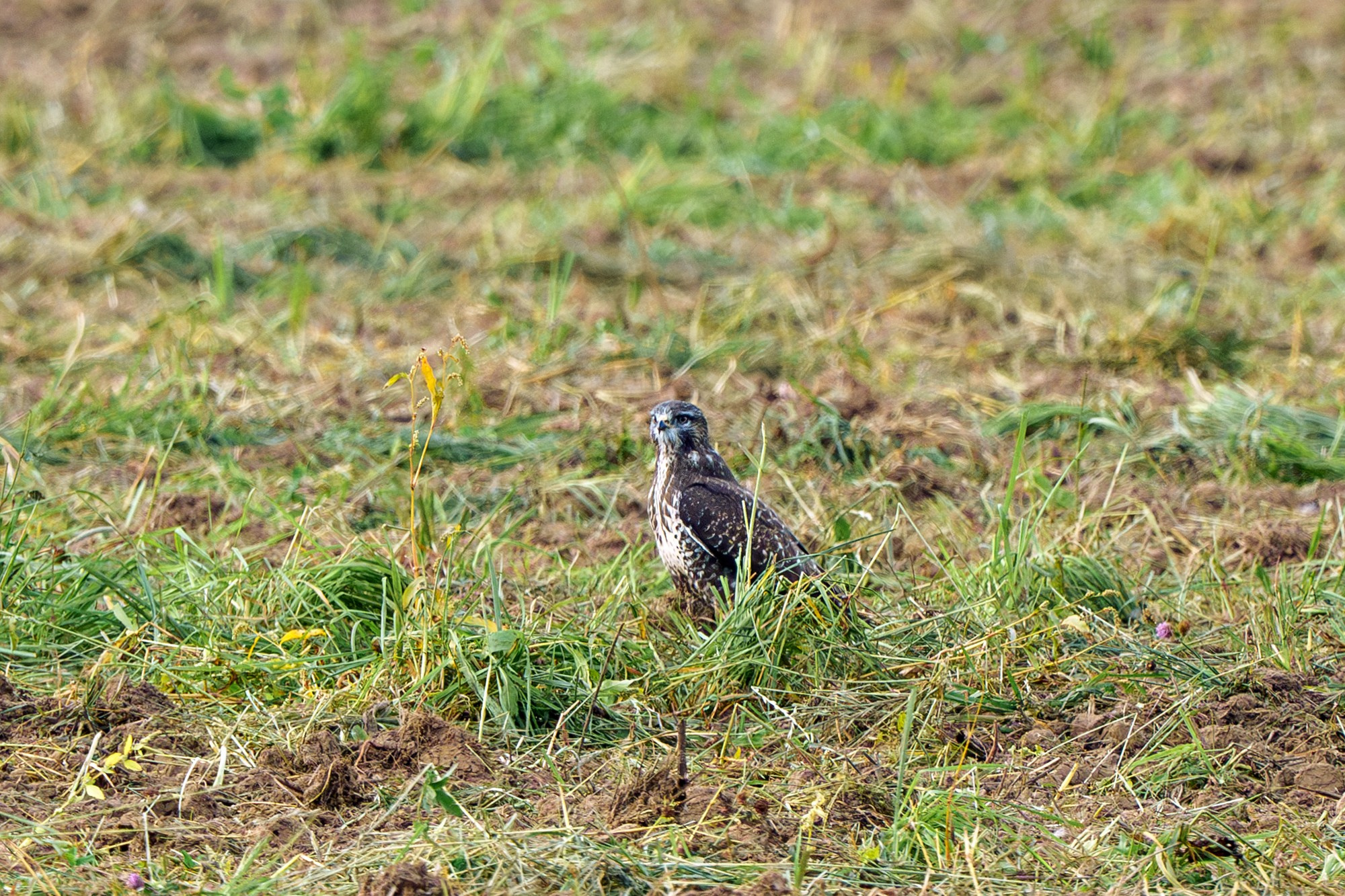 Удивительные мир птиц. Вокруг нас столько прекрасного — присмотритесь!. Ваш личный фотограф Марина Волкова